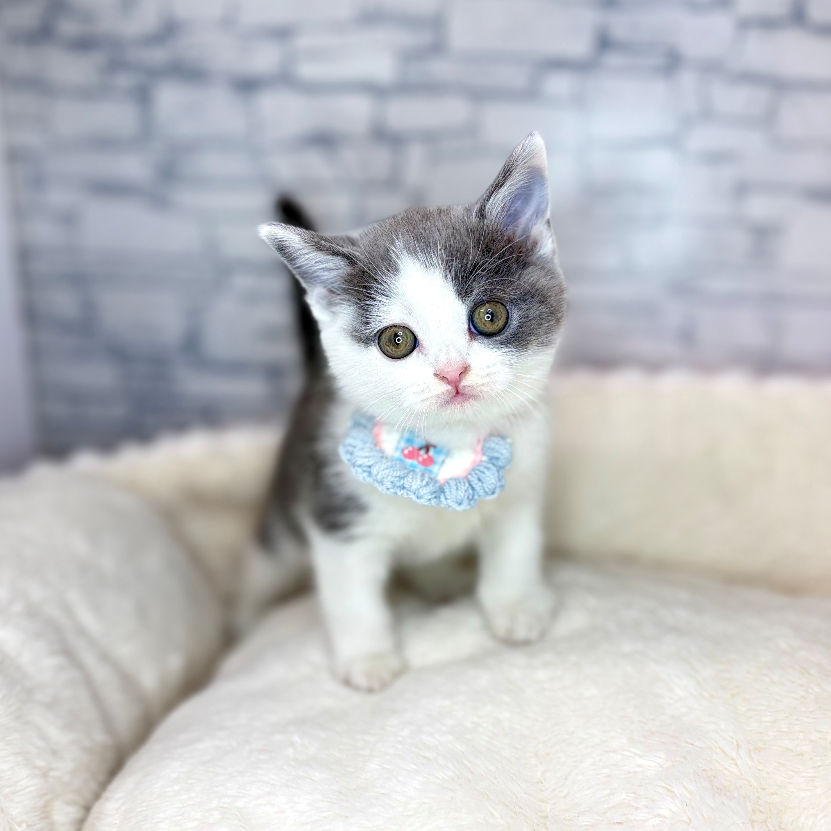 長野県のブリティッシュショートヘアー (犬の家＆猫の里長野店/2026年1月20日生まれ/男の子/ブルーホワイト)の子猫の2枚目の画像