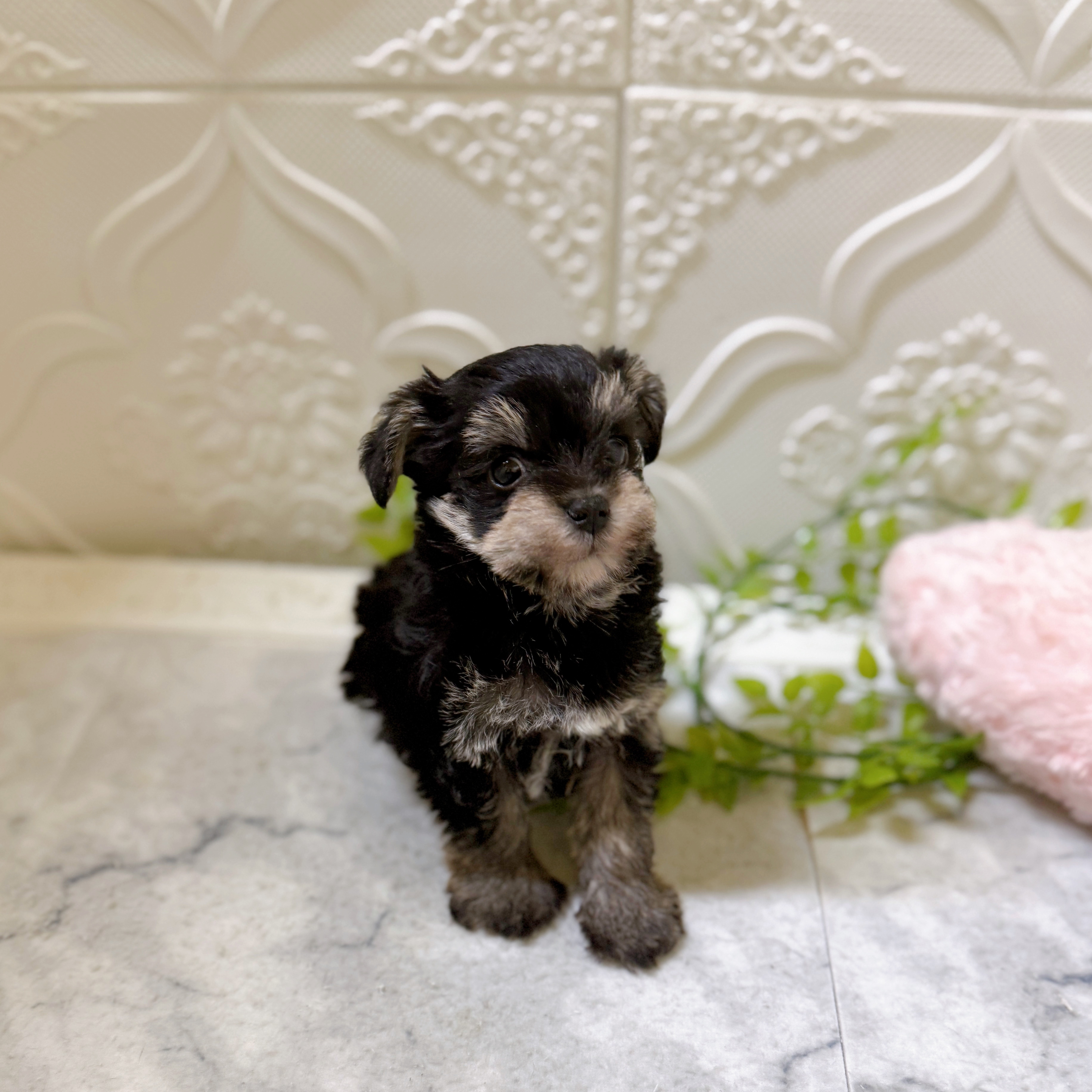 愛知県のシュナマル/マルシュナ(シュナウザー×マルチーズ) (犬の家＆猫の里岡崎店/2026年1月20日生まれ/男の子/ブラックシルバー)の子犬の2枚目の画像