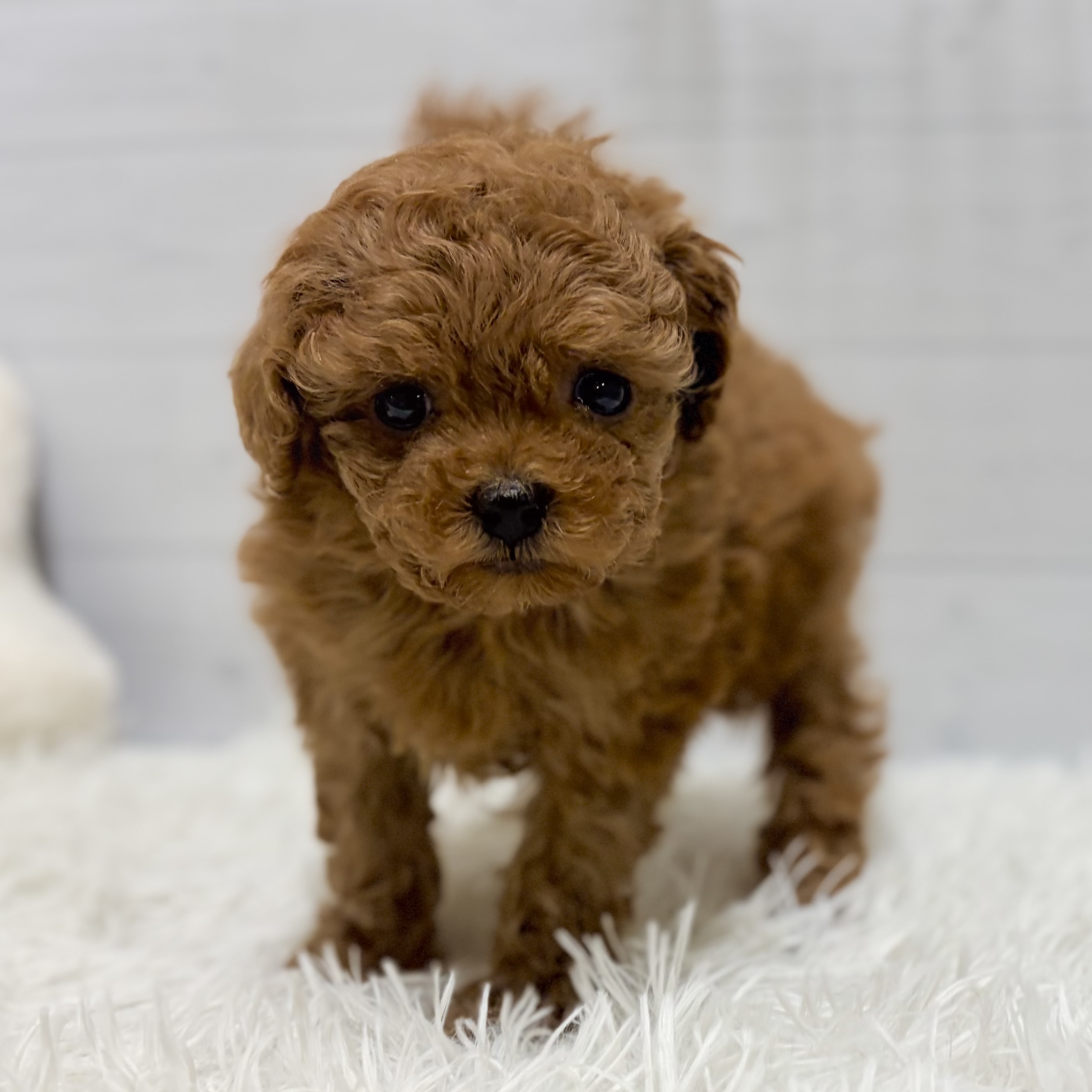 愛知県のトイプードル(タイニー) (犬の家＆猫の里豊田店/2026年1月20日生まれ/女の子/レッド)の子犬の2枚目の画像