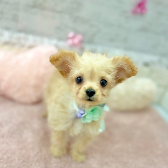 静岡県のチワプー/プーチー(チワワ×プードル) (犬の家＆猫の里プレ葉ウォーク浜北店/2026年1月20日生まれ/男の子/クリーム)の子犬の2枚目の画像