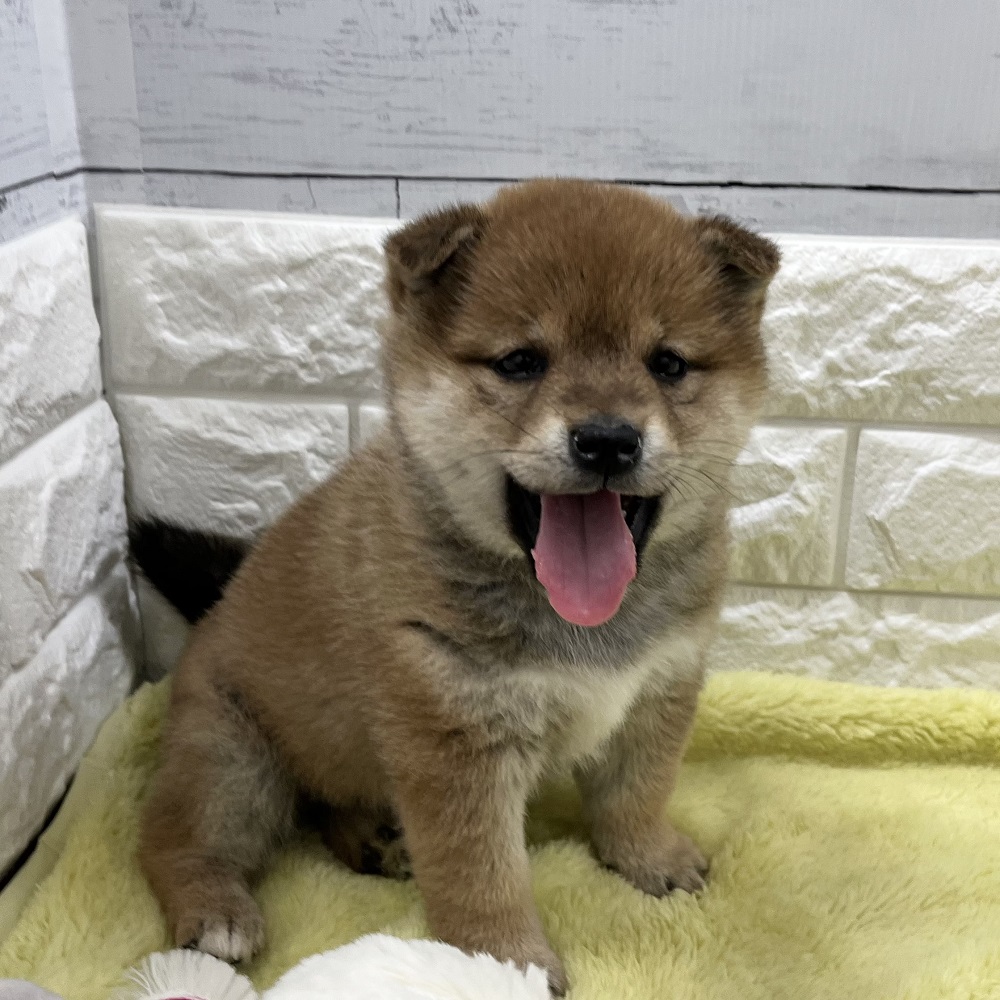 柴犬女の子の写真