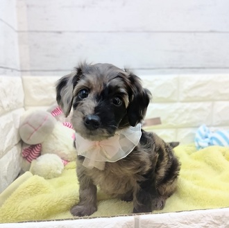 静岡県のダップー(ダックス×プードル) (犬の家＆猫の里アミーゴ浜松和田店/2026年1月19日生まれ/女の子/シルバーダップル)の子犬の2枚目の画像
