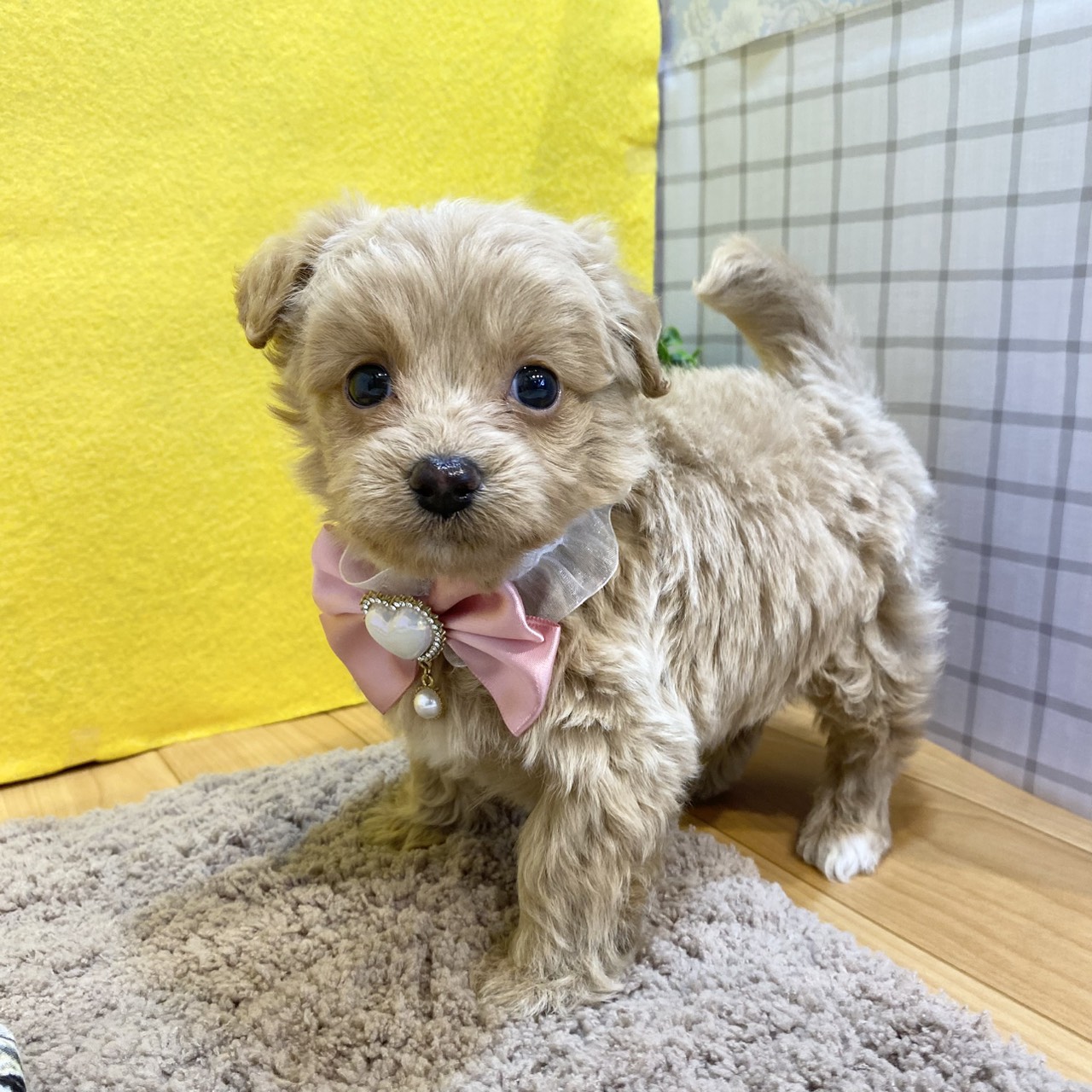 長野県のチワプー/プーチー(チワワ×プードル) (犬の家＆猫の里カインズ梓川店/2026年1月19日生まれ/女の子/クリームホワイト)の子犬の2枚目の画像