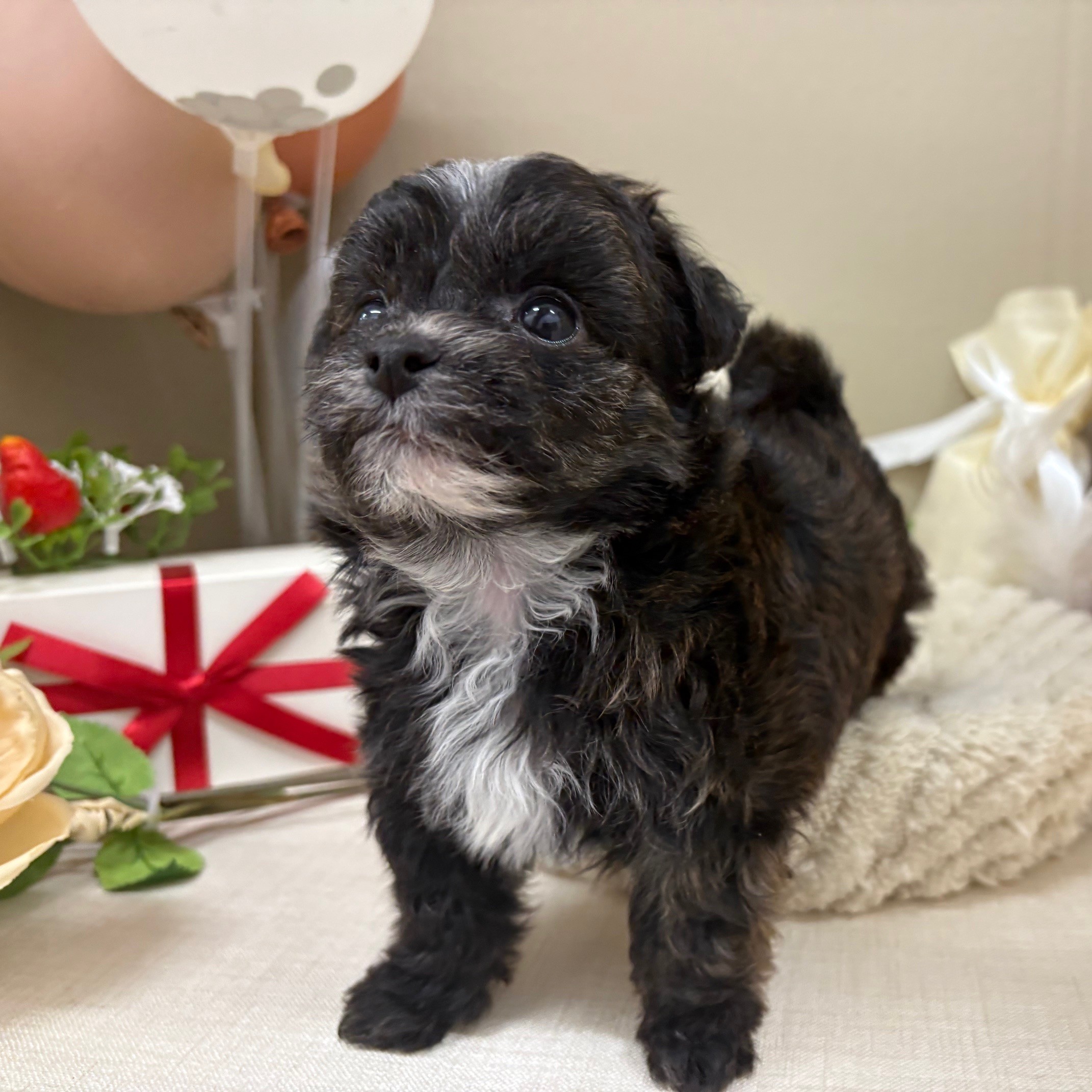 千葉県のチワプー/プーチー(チワワ×プードル) (犬の家＆猫の里ワンズモール稲毛店/2026年1月19日生まれ/男の子/トライカラー)の子犬の2枚目の画像