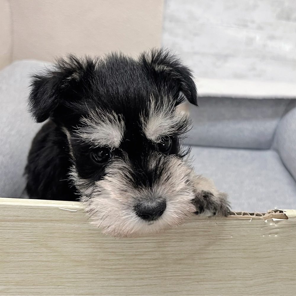 長野県のミニチュアシュナウザー (犬の家＆猫の里塩尻店/2026年1月17日生まれ/女の子/ブラックシルバー)の子犬の2枚目の画像