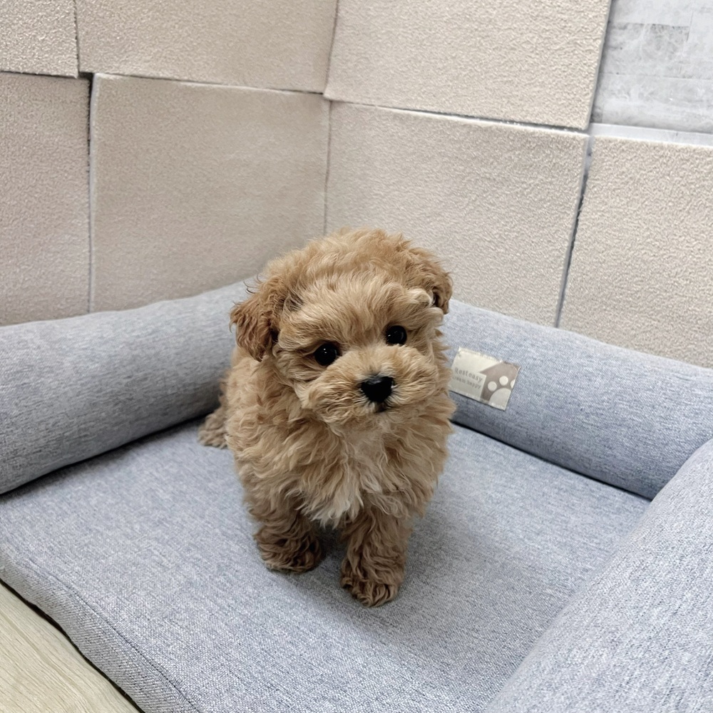 ハーフ犬女の子の写真