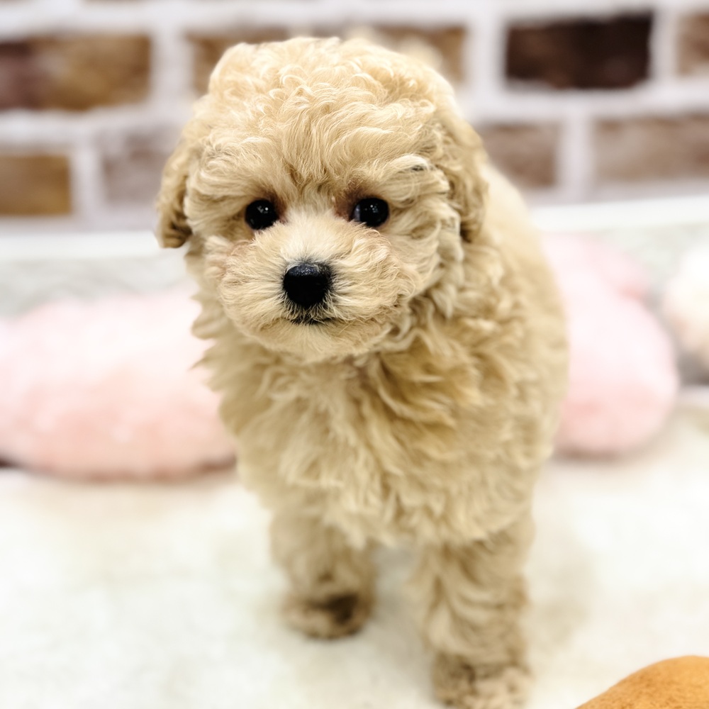 三重県のトイプードル(トイ) (犬の家＆猫の里三重桑名店/2026年1月20日生まれ/女の子/クリーム)の子犬の2枚目の画像