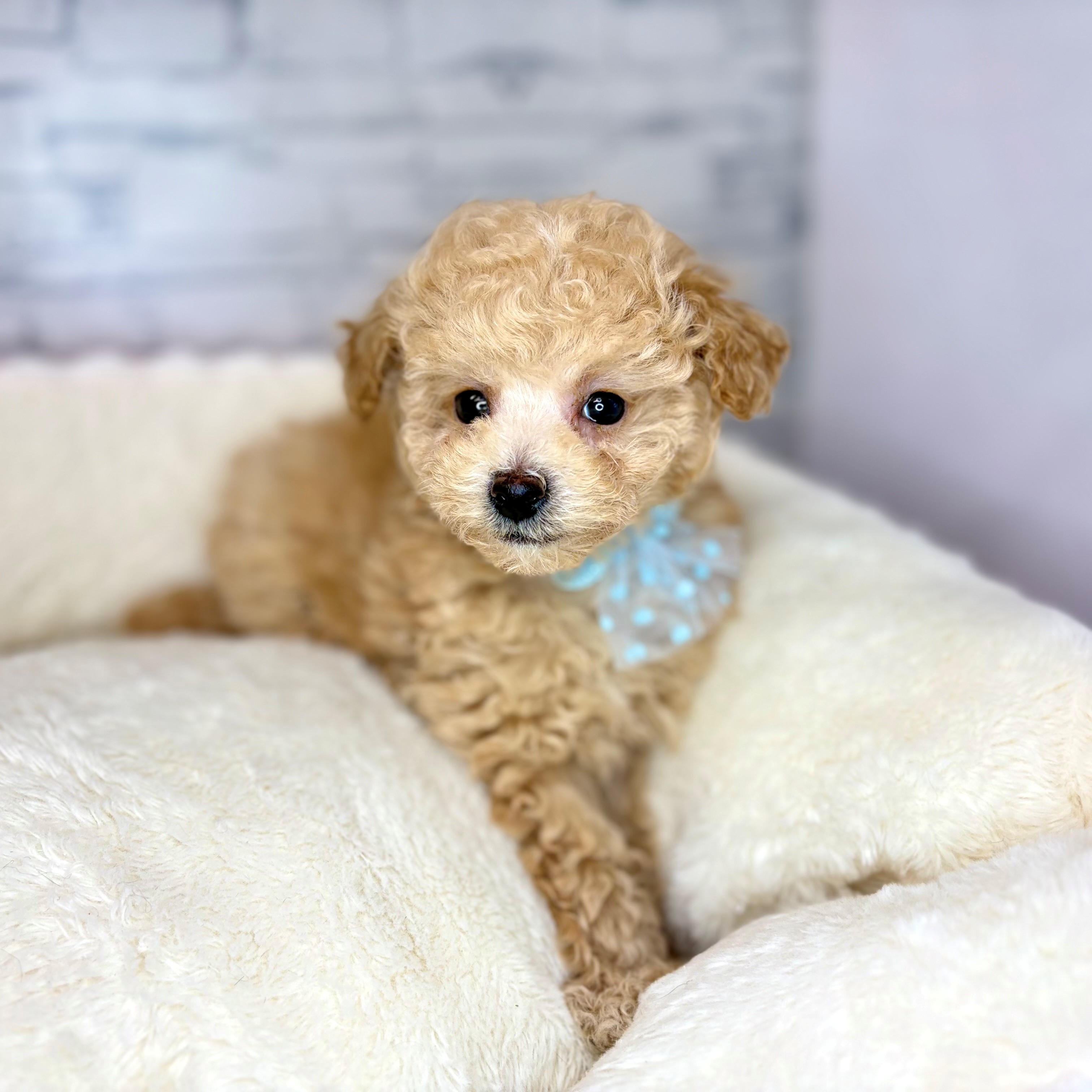 長野県のトイプードル(トイ) (犬の家＆猫の里長野店/2026年1月20日生まれ/男の子/クリーム)の子犬の2枚目の画像