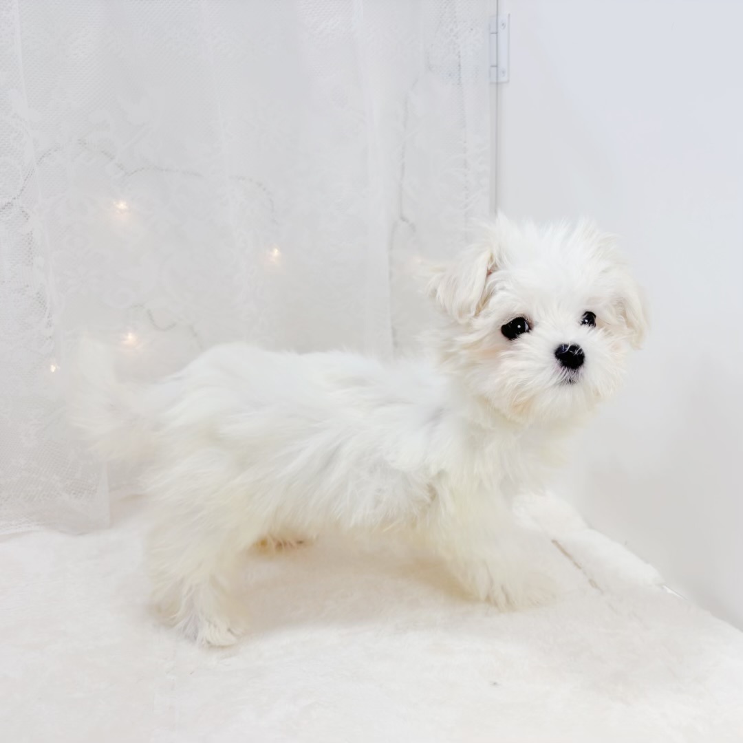 千葉県のマルチーズ (犬の家＆猫の里BIGHOPガーデンモール印西店/2026年1月18日生まれ/女の子/ホワイト)の子犬の2枚目の画像