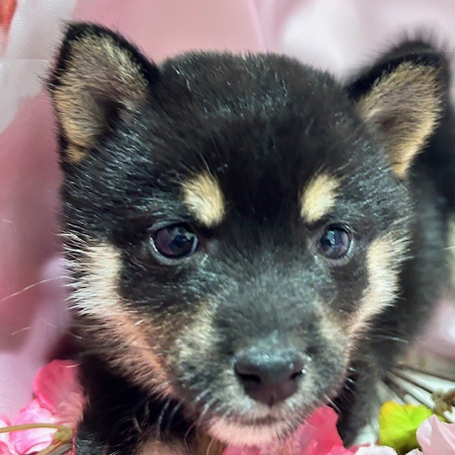 福岡県の豆柴 (犬の家＆猫の里トリアス久山店/2026年1月20日生まれ/女の子/黒)の子犬の1枚目の画像