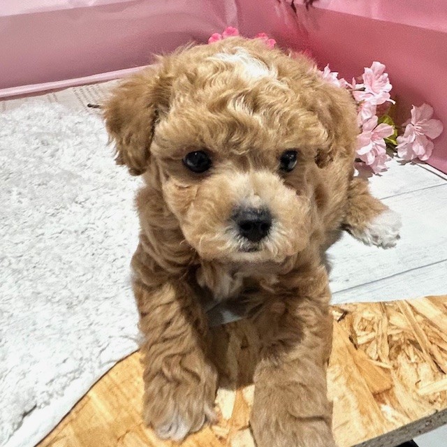 福岡県のビションプー(ビションフリーゼ×プードル) (犬の家＆猫の里トリアス久山店/2026年1月19日生まれ/男の子/アプリコット)の子犬の2枚目の画像