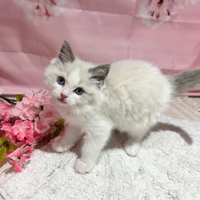 福岡県のラグドール (犬の家＆猫の里トリアス久山店/2026年1月18日生まれ/女の子/ブルーポイントバイカラー)の子猫の2枚目の画像