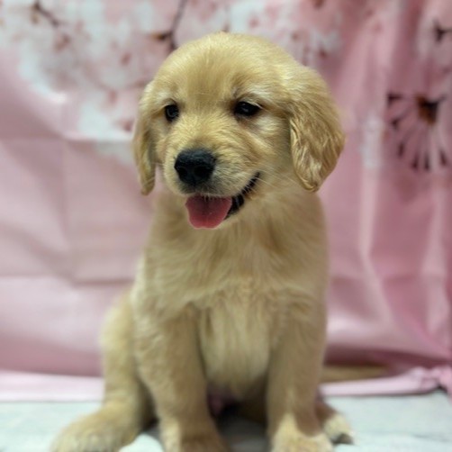 福岡県のゴールデンレトリバー (犬の家＆猫の里トリアス久山店/2026年1月20日生まれ/男の子/ゴールデン)の子犬の2枚目の画像