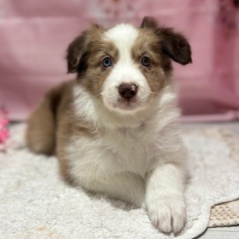 福岡県のボーダーコリー (犬の家＆猫の里トリアス久山店/2026年1月20日生まれ/女の子/チョコレートマール)の子犬の2枚目の画像