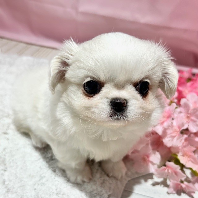 福岡県のチワペキ/ペキチー/ペキチワ(チワワ×ペキニーズ) (犬の家＆猫の里トリアス久山店/2026年1月12日生まれ/男の子/ホワイト)の子犬の2枚目の画像