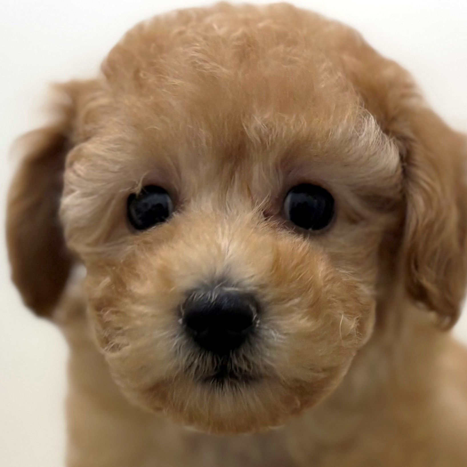 福岡県のトイプードル(トイ) (犬の家＆猫の里トリアス久山店/2026年1月18日生まれ/女の子/アプリコット)の子犬