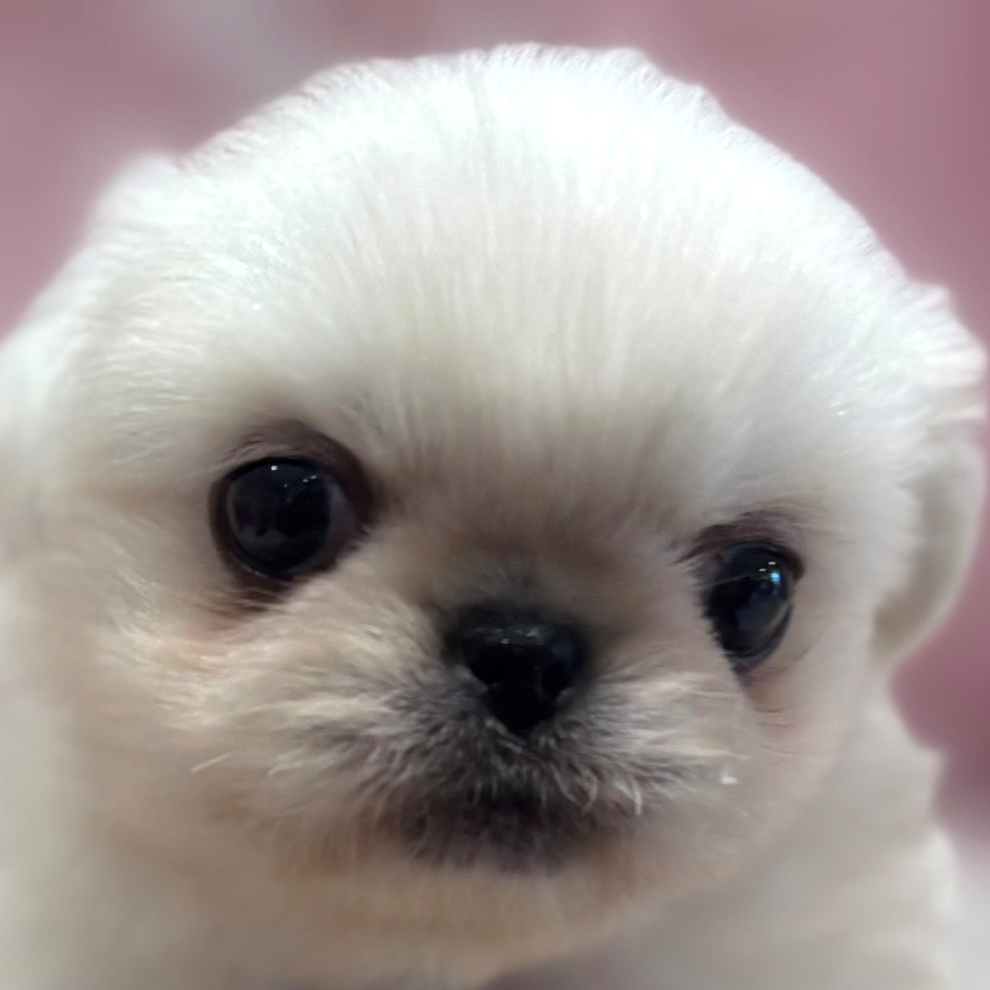 福岡県のペキニーズ (犬の家＆猫の里トリアス久山店/2026年1月20日生まれ/女の子/ホワイト)の子犬の1枚目の画像