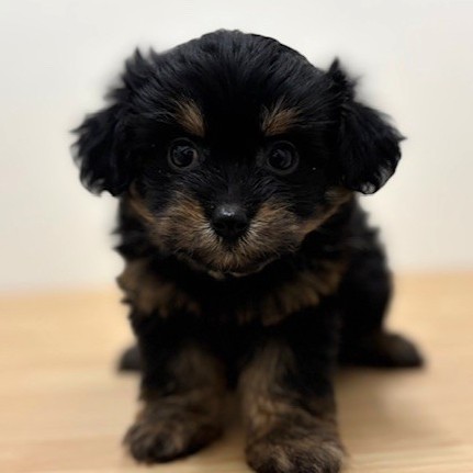 福岡県のチワプー/プーチー(チワワ×プードル) (犬の家＆猫の里トリアス久山店/2026年1月19日生まれ/女の子/ブラックタン)の子犬の2枚目の画像