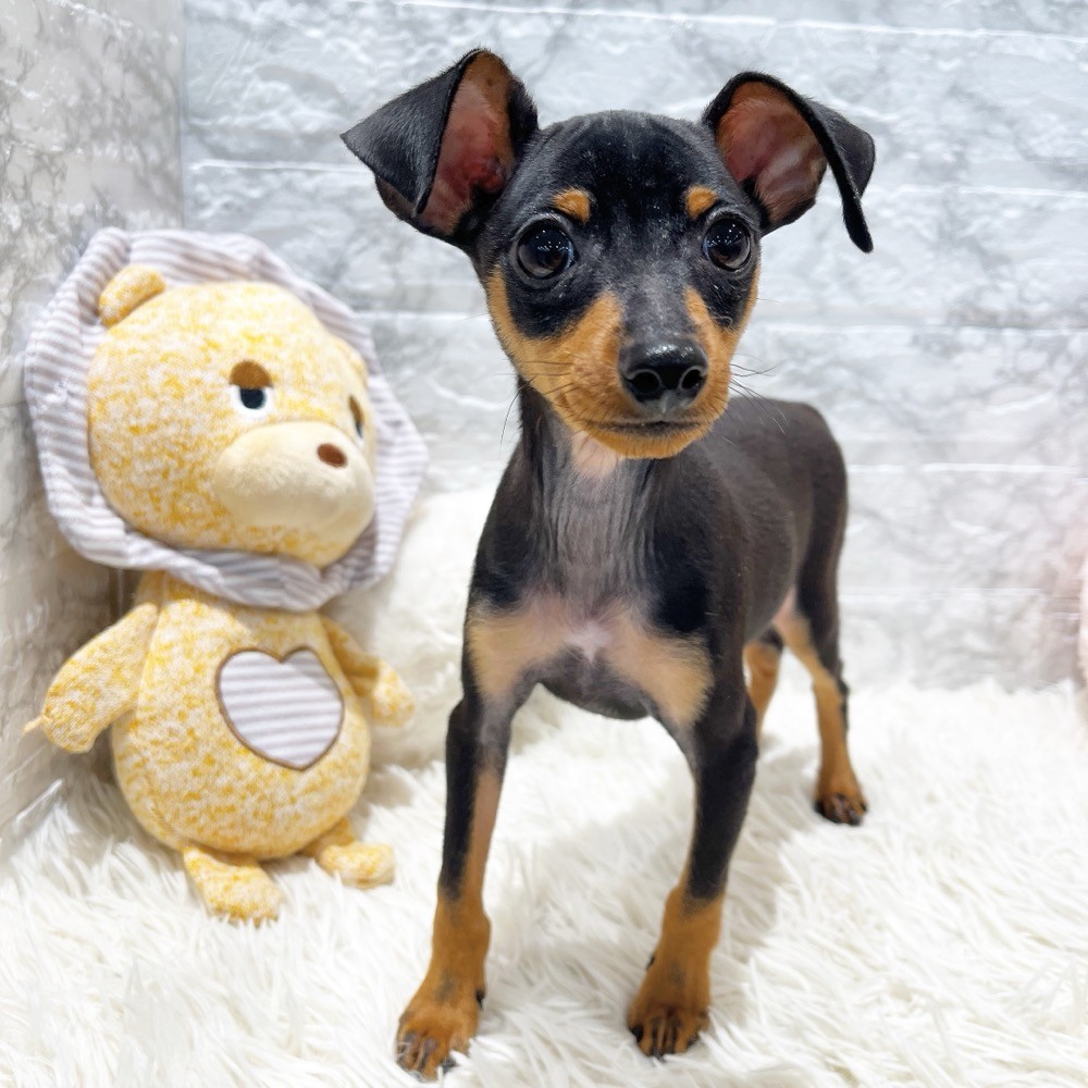 愛知県のミニチュアピンシャー (犬の家＆猫の里MiO香久山店/2026年1月20日生まれ/男の子/ブラックタン)の子犬の2枚目の画像