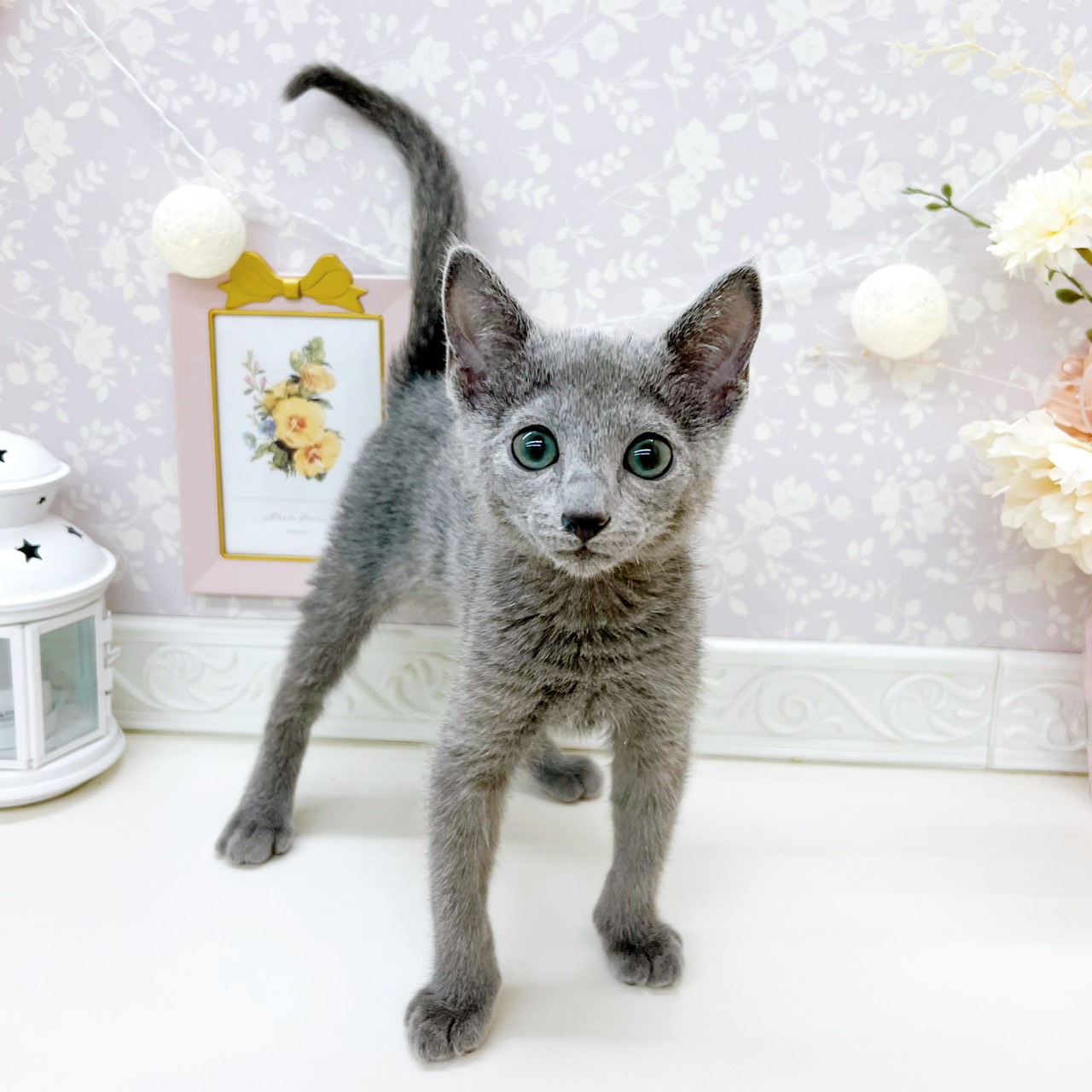 ロシアンブルー男の子の写真