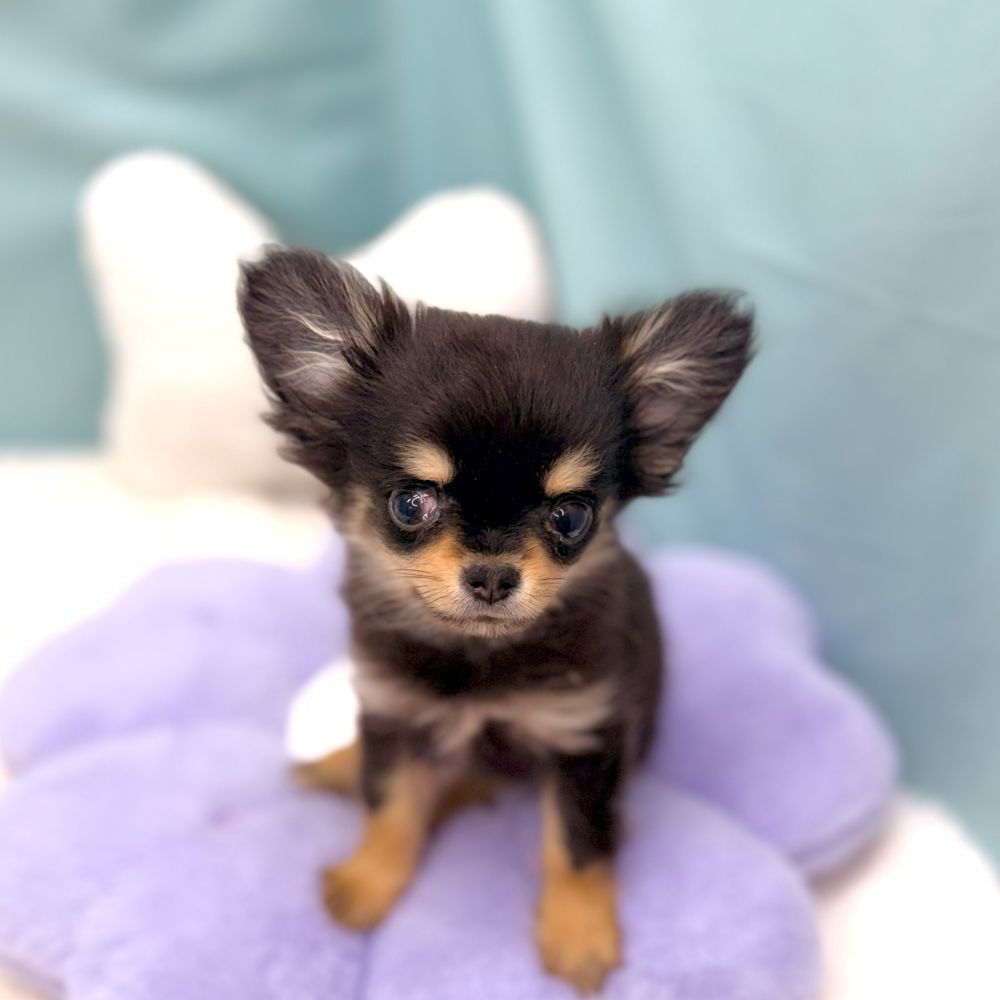 愛知県のチワワ(ロング) (犬の家＆猫の里愛知刈谷店/2026年1月11日生まれ/女の子/ブラックタン)の子犬の2枚目の画像