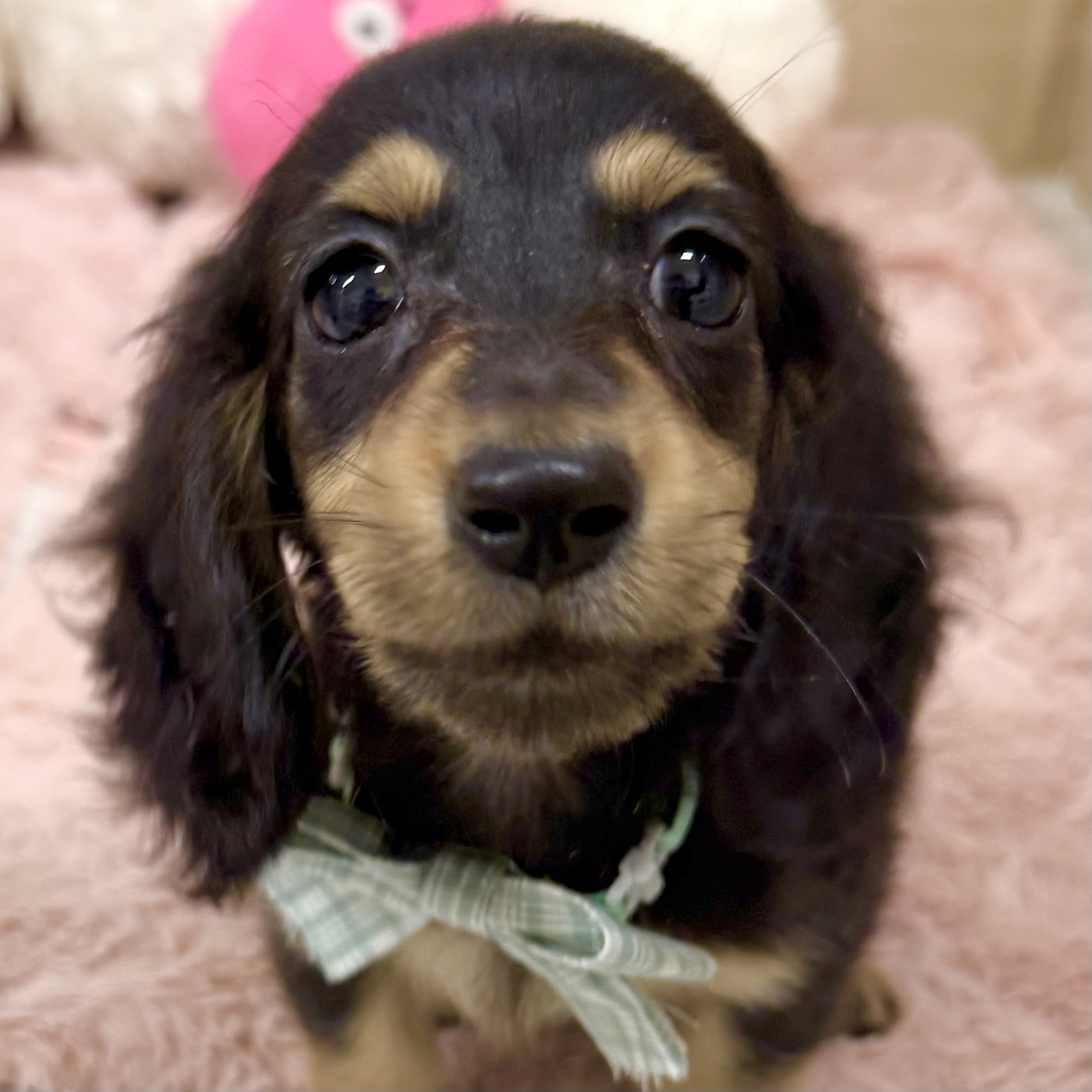 大阪府のミニチュアダックスフンド(ロング) (犬の家＆猫の里そよら東岸和田店/2026年1月19日生まれ/男の子/ブラックタン)の子犬の2枚目の画像