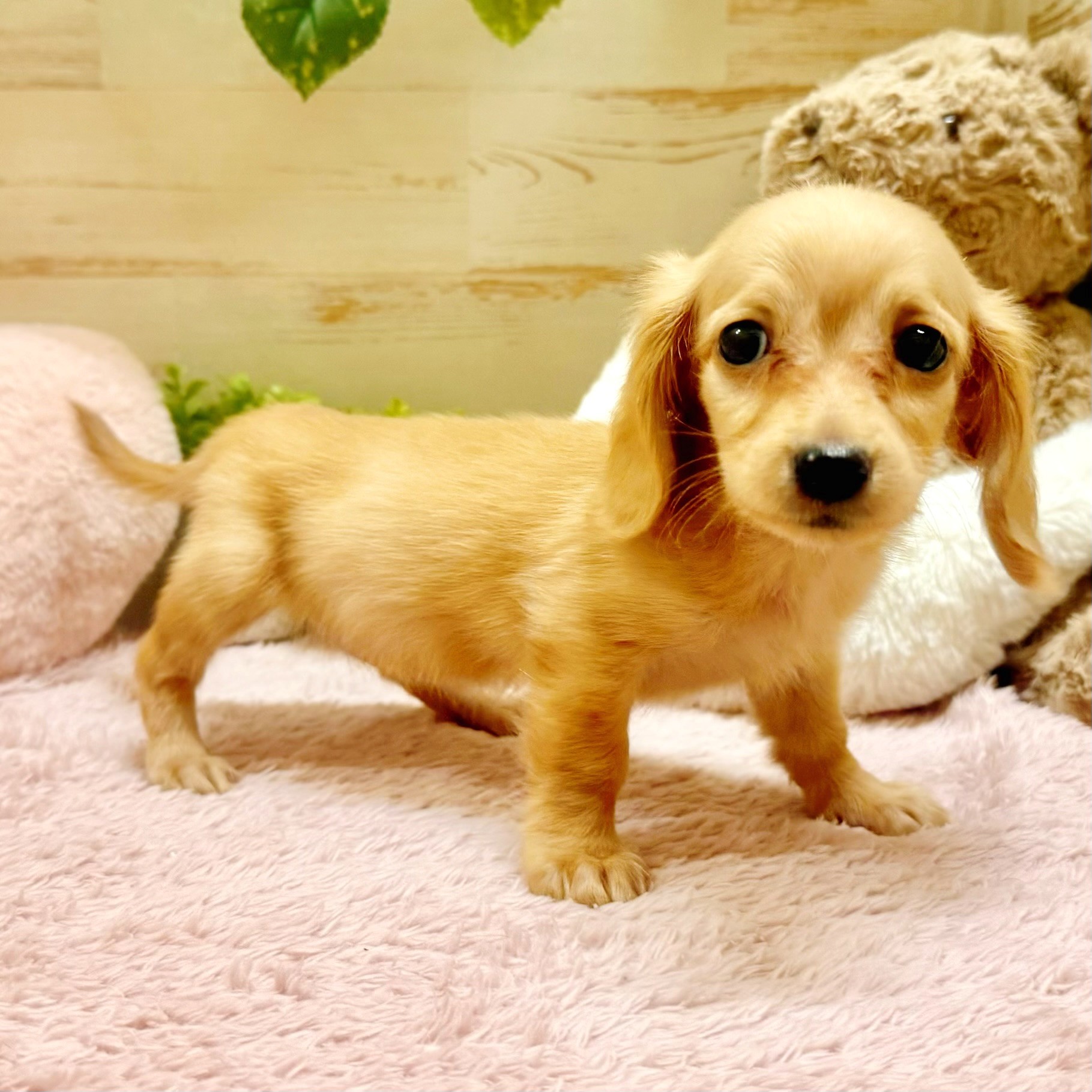 兵庫県のミニチュアダックスフンド(ロング) (犬の家＆猫の里神戸店/2026年1月19日生まれ/女の子/ゴールド)の子犬の2枚目の画像