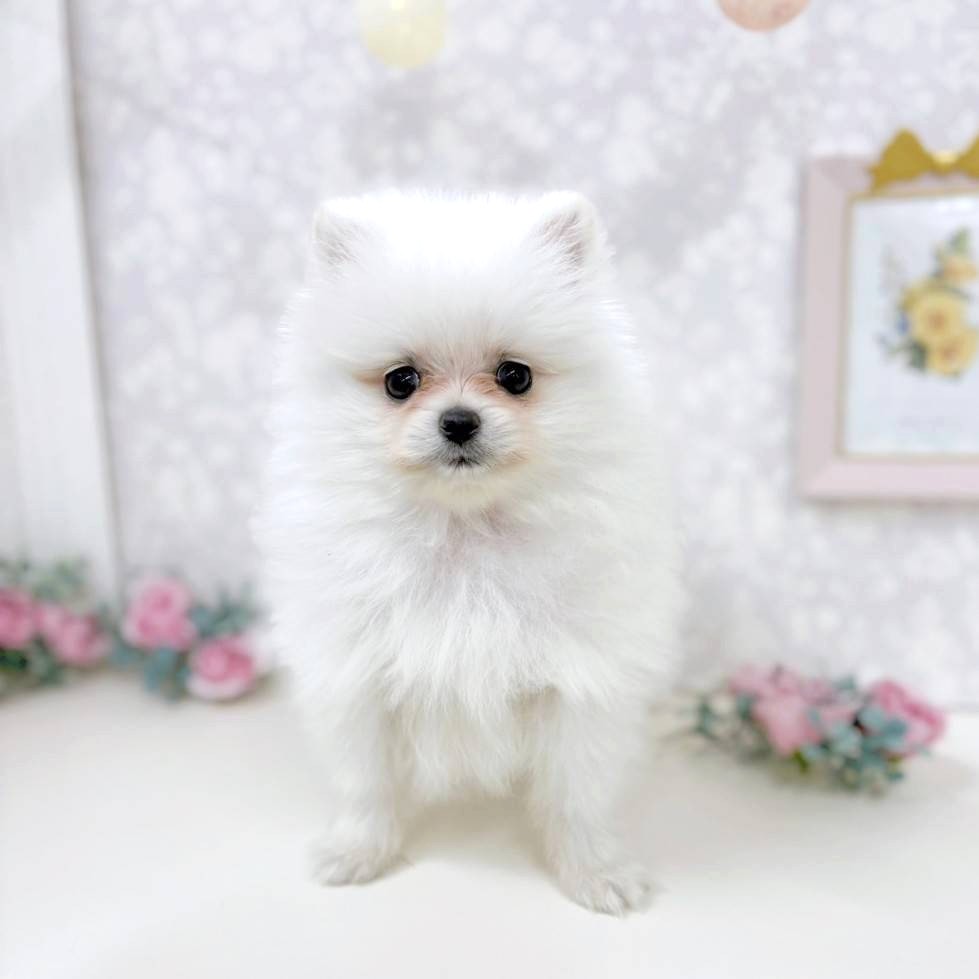 ポメラニアン女の子の写真