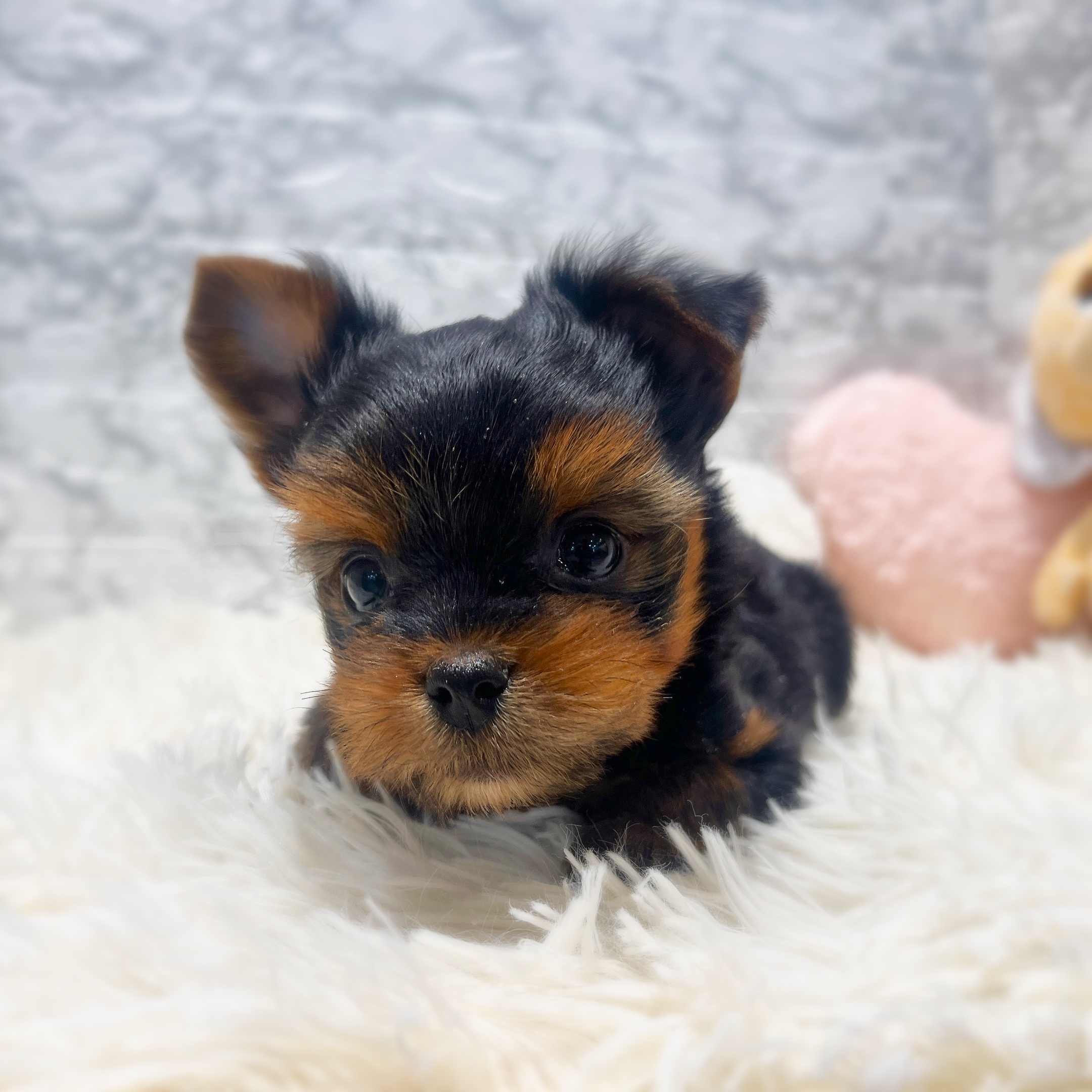 愛知県のヨークシャーテリア (犬の家＆猫の里MiO香久山店/2026年1月18日生まれ/男の子/スチールブルータン)の子犬の2枚目の画像