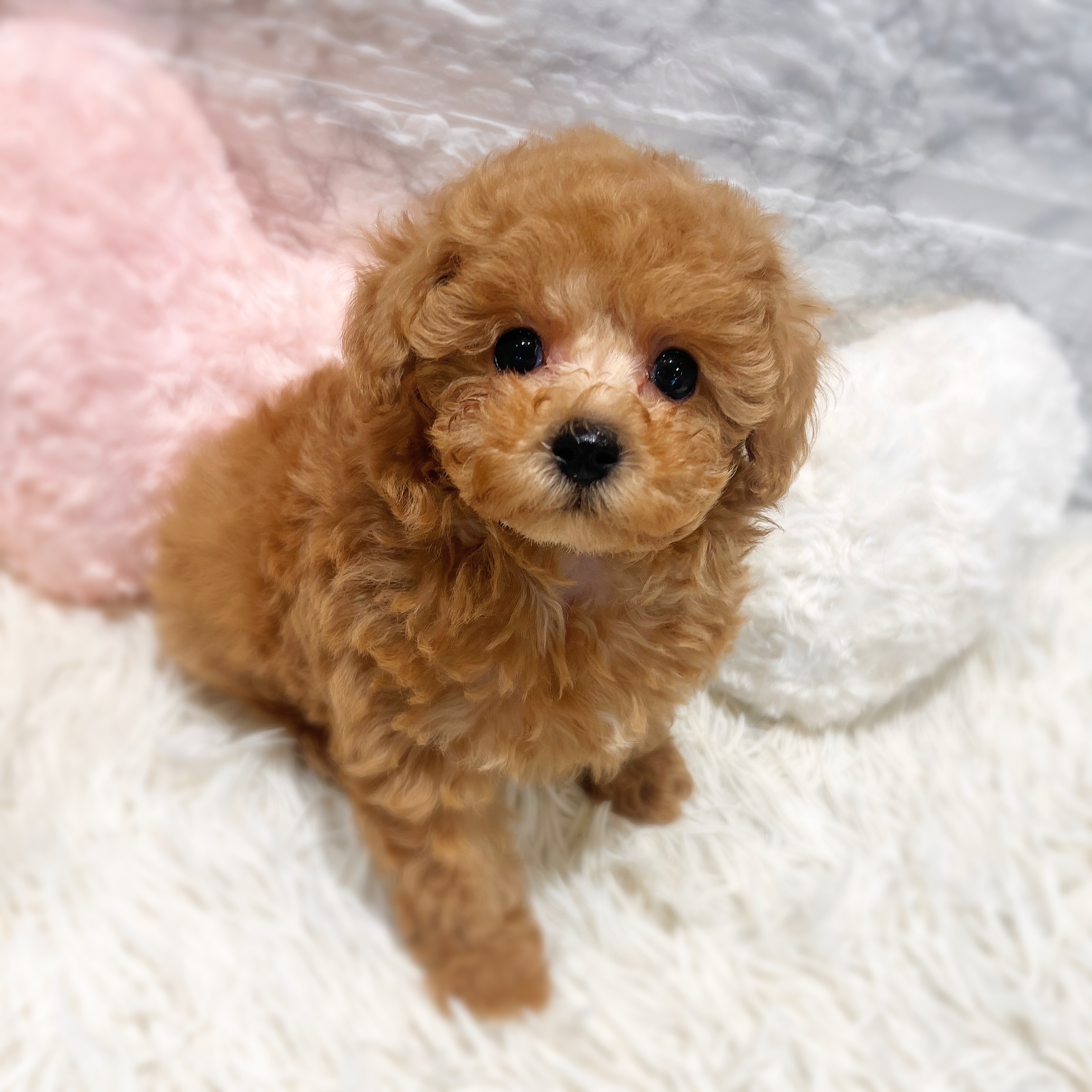 愛知県のトイプードル(トイ) (犬の家＆猫の里MiO香久山店/2026年1月20日生まれ/男の子/オレンジフォーン)の子犬の2枚目の画像