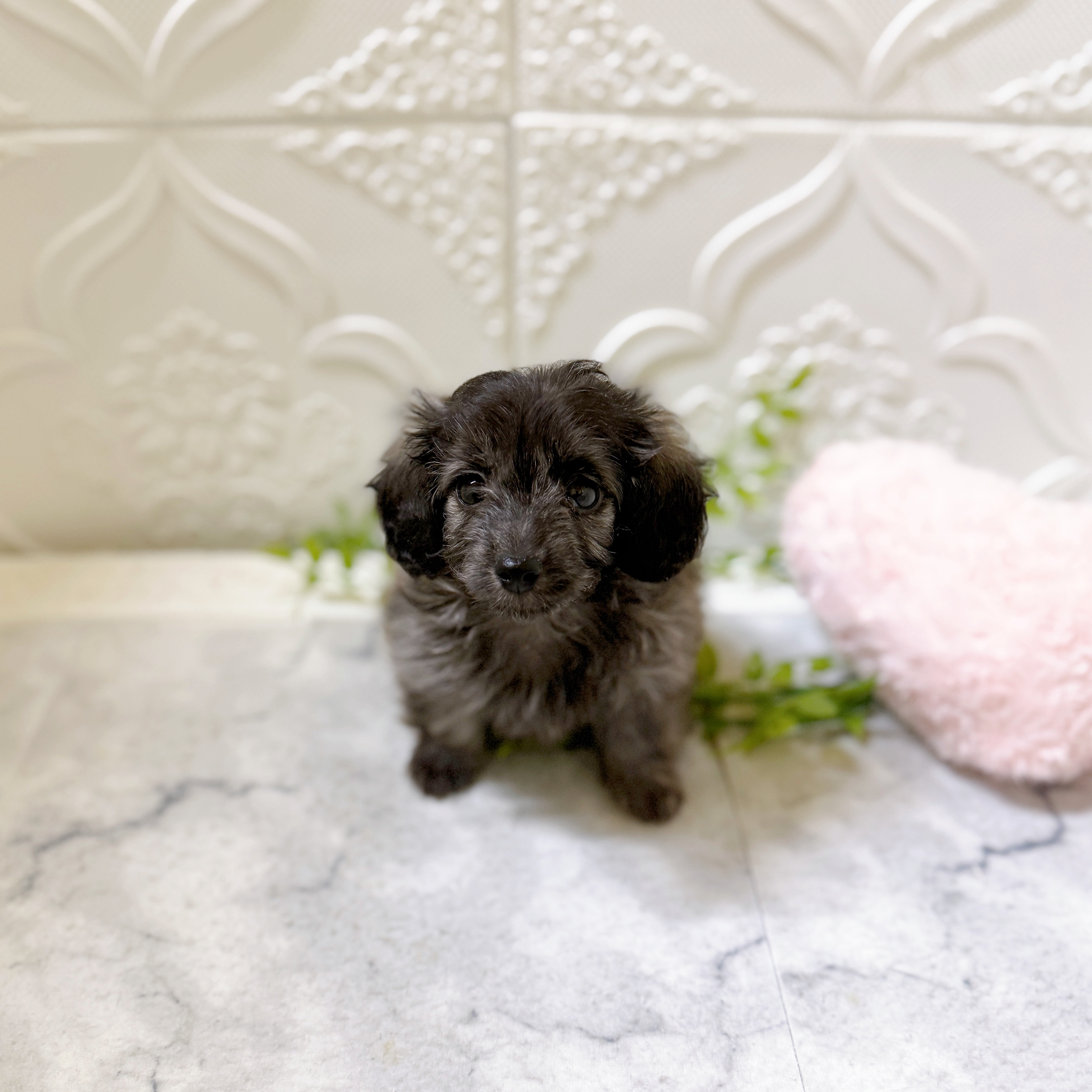 愛知県のダップー(ダックス×プードル) (犬の家＆猫の里安城店/2026年1月20日生まれ/男の子/ブリンドル)の子犬の2枚目の画像