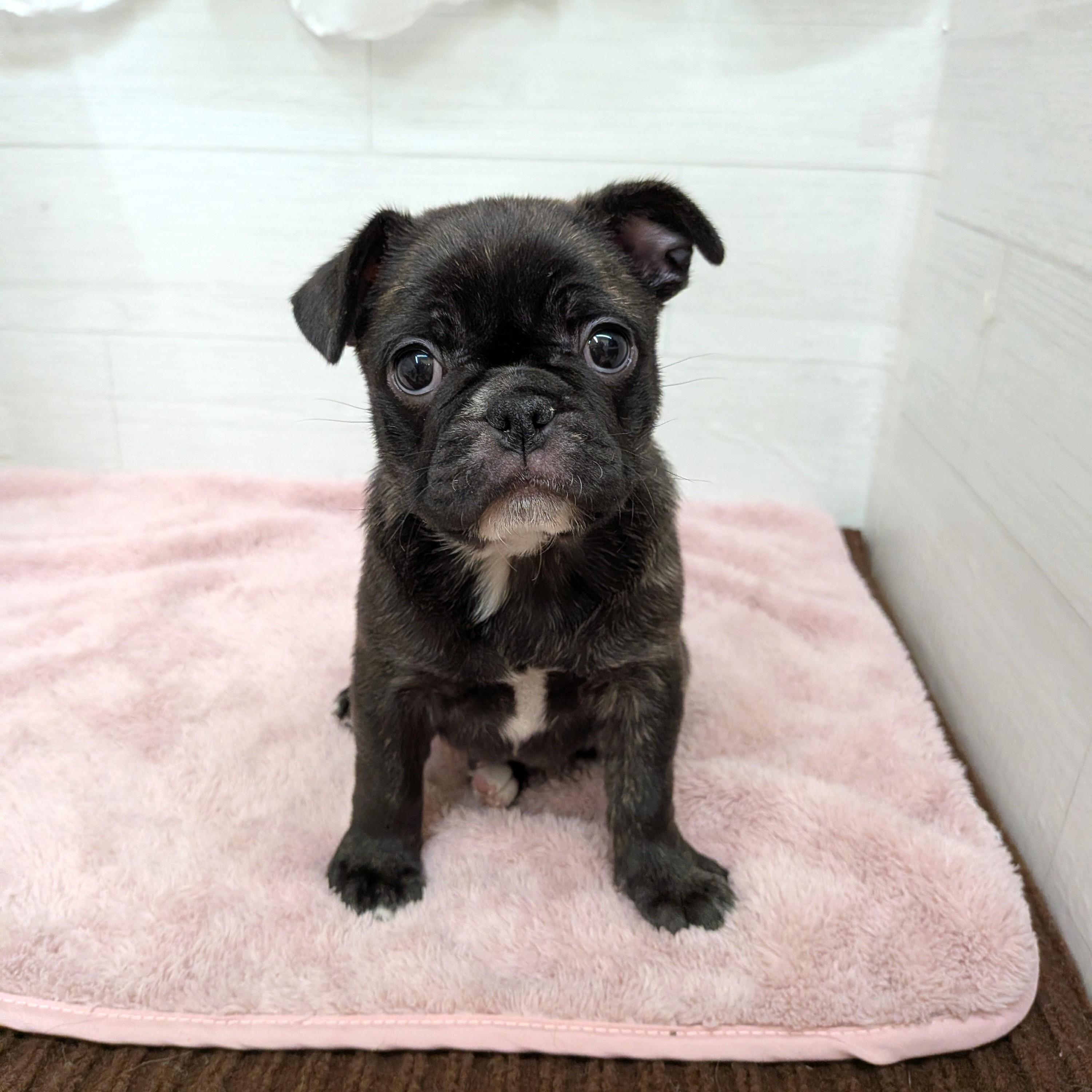愛知県のフレンチパグ/パグフレンチ(フレンチブルドック×パグ) (犬の家＆猫の里碧南店/2026年1月21日生まれ/女の子/ブリンドル)の子犬の2枚目の画像