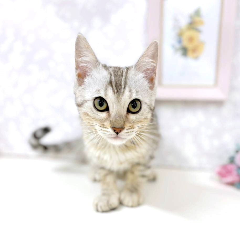 ベンガル女の子の写真