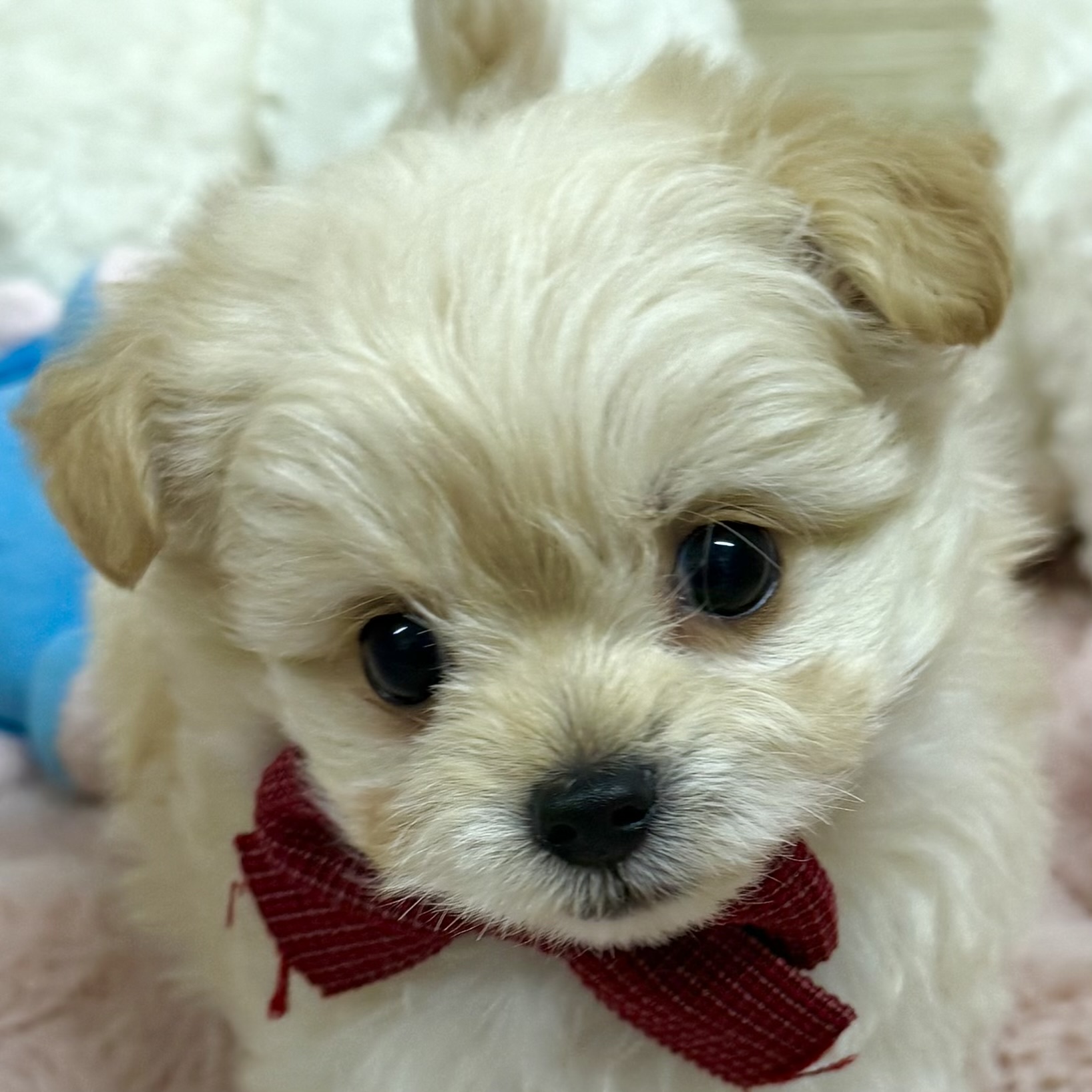 ハーフ犬男の子の写真