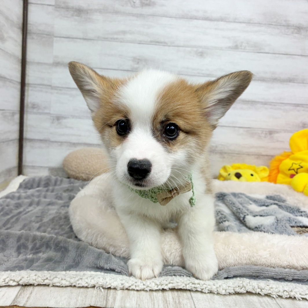 コーギー男の子の写真