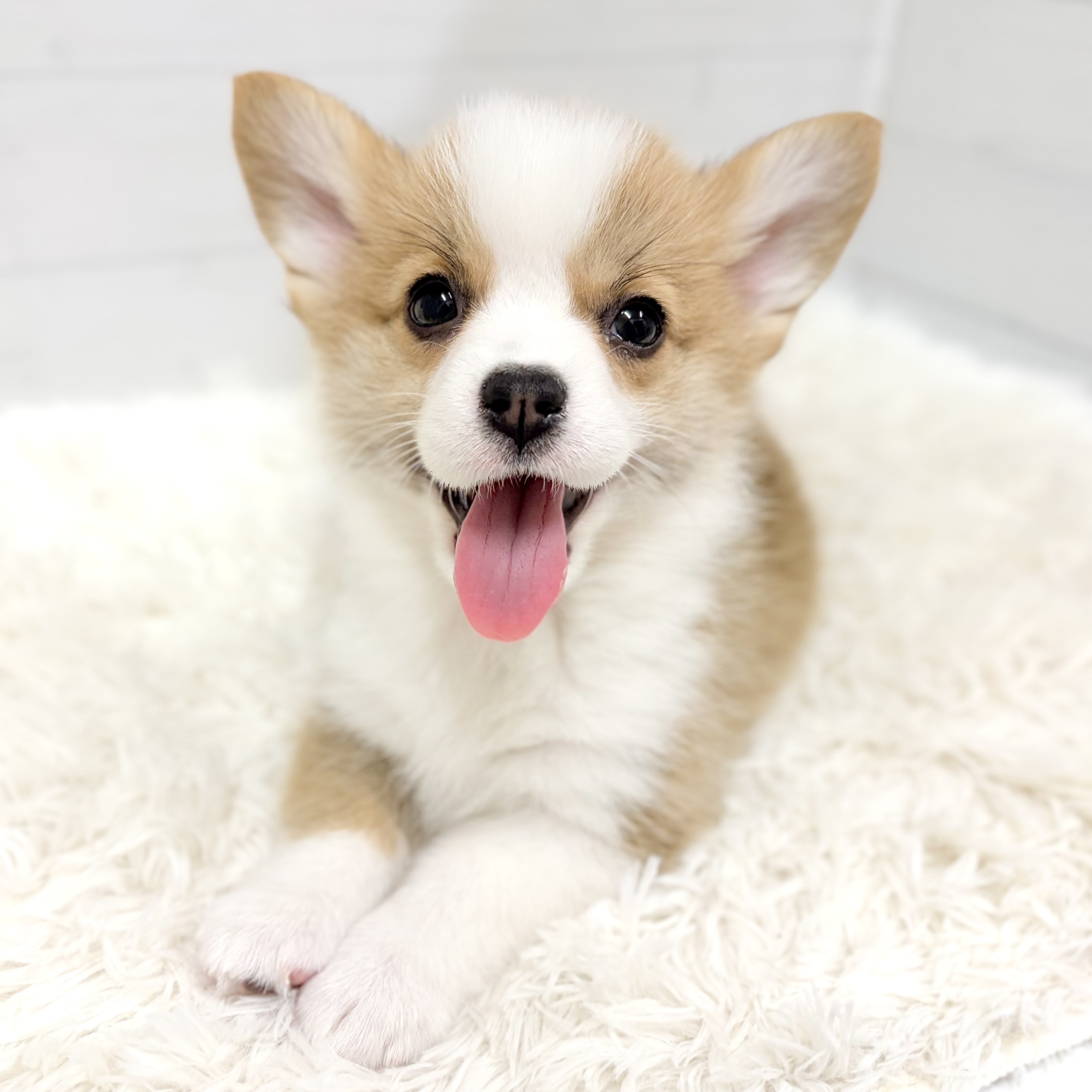 コーギー女の子の写真