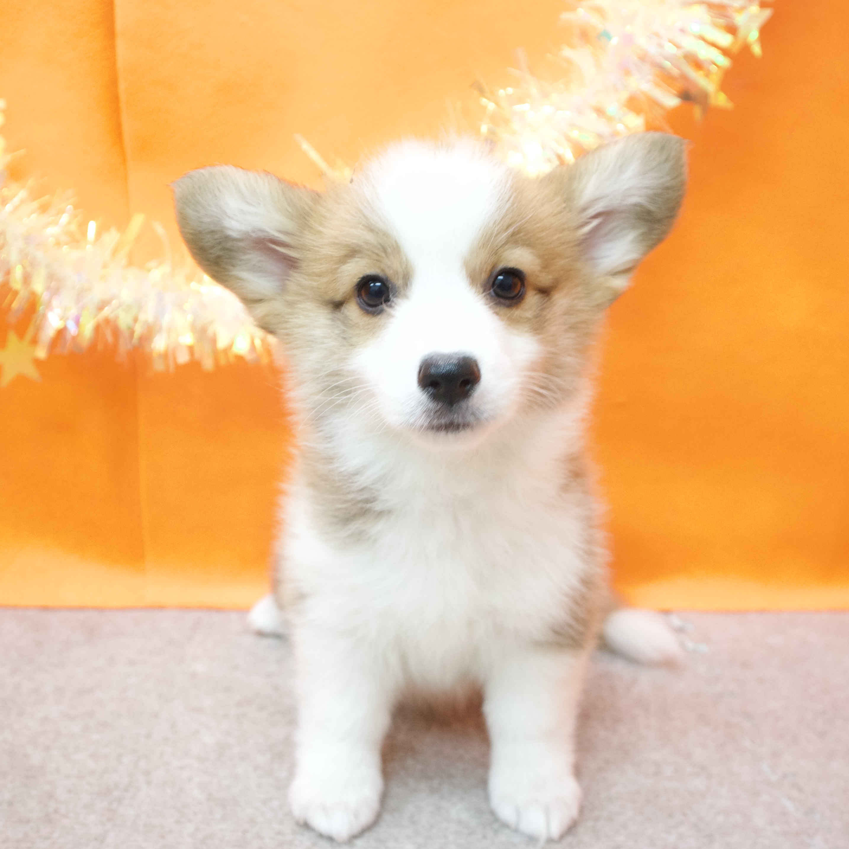 大阪府のウェルシュコーギーペンブローク (犬の家＆猫の里吹田店/2026年1月21日生まれ/女の子/レッドホワイト)の子犬の1枚目の画像