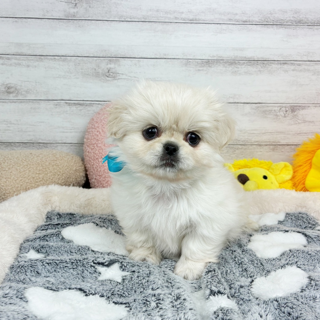 ハーフ犬男の子の写真