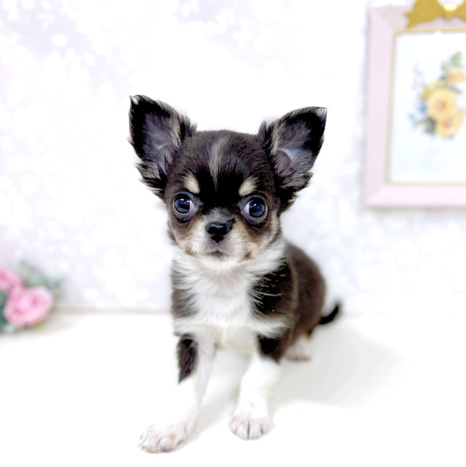 富山県のチワワ(ロング) (犬の家＆猫の里アミーゴ高岡蓮花寺店/2026年1月21日生まれ/男の子/ブラックタン)の子犬の2枚目の画像