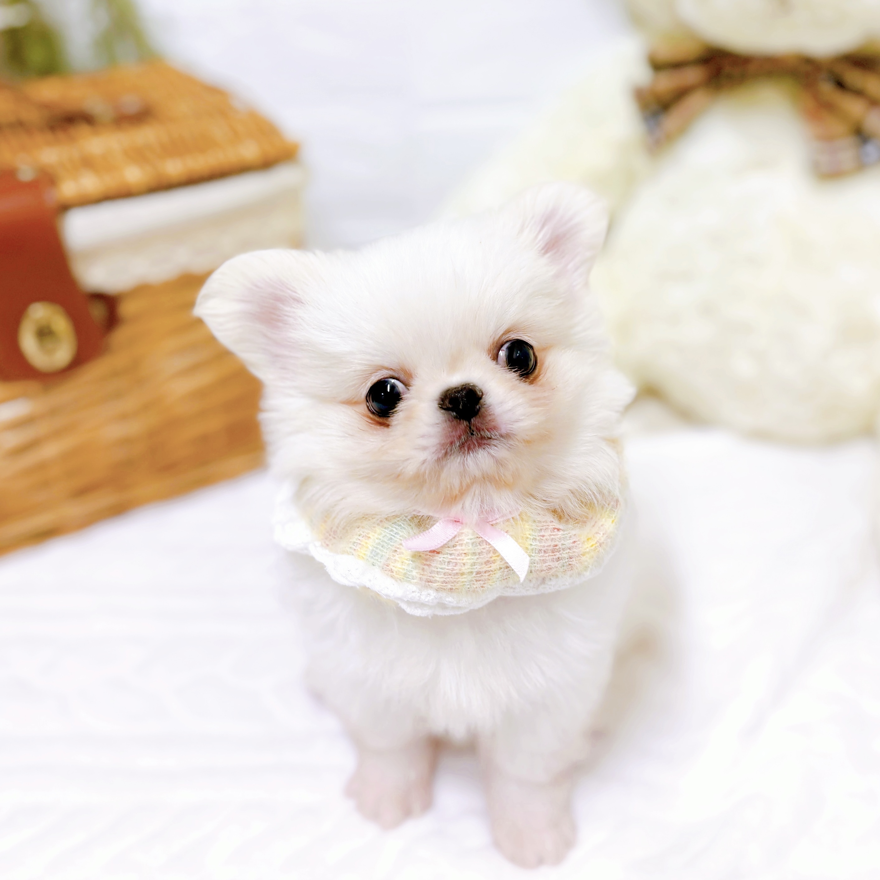 ハーフ犬男の子の写真