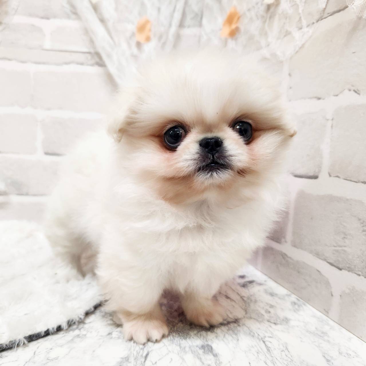 京都府のペキポメ/ポメペキ(ペキニーズ×ポメラニアン) (犬の家＆猫の里京都精華店/2026年1月19日生まれ/男の子/ホワイト)の子犬の2枚目の画像