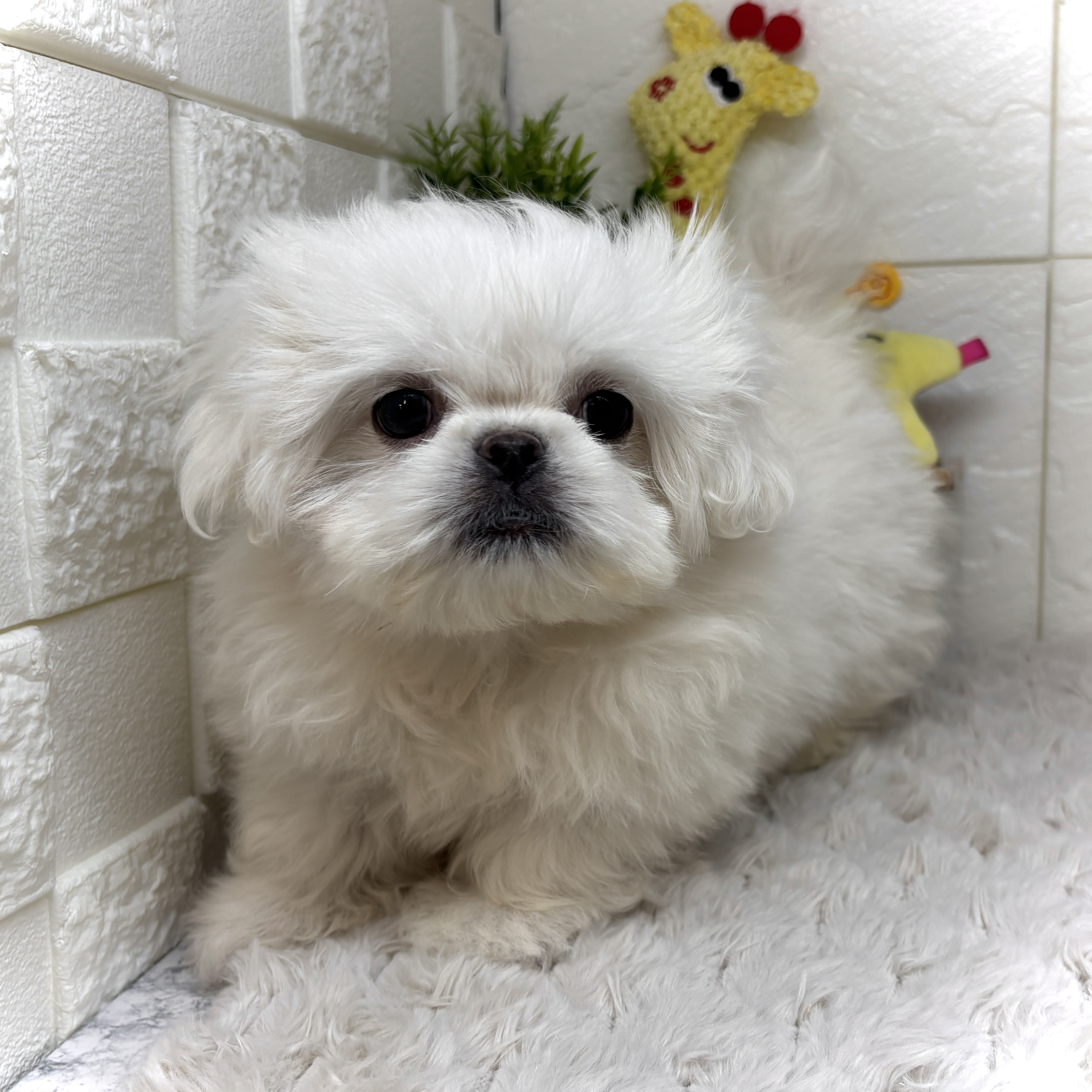 兵庫県のハーフ犬・ミックス犬 (犬の家＆猫の里ゆめタウン姫路店/2026年1月21日生まれ/女の子/ホワイト)の子犬の2枚目の画像