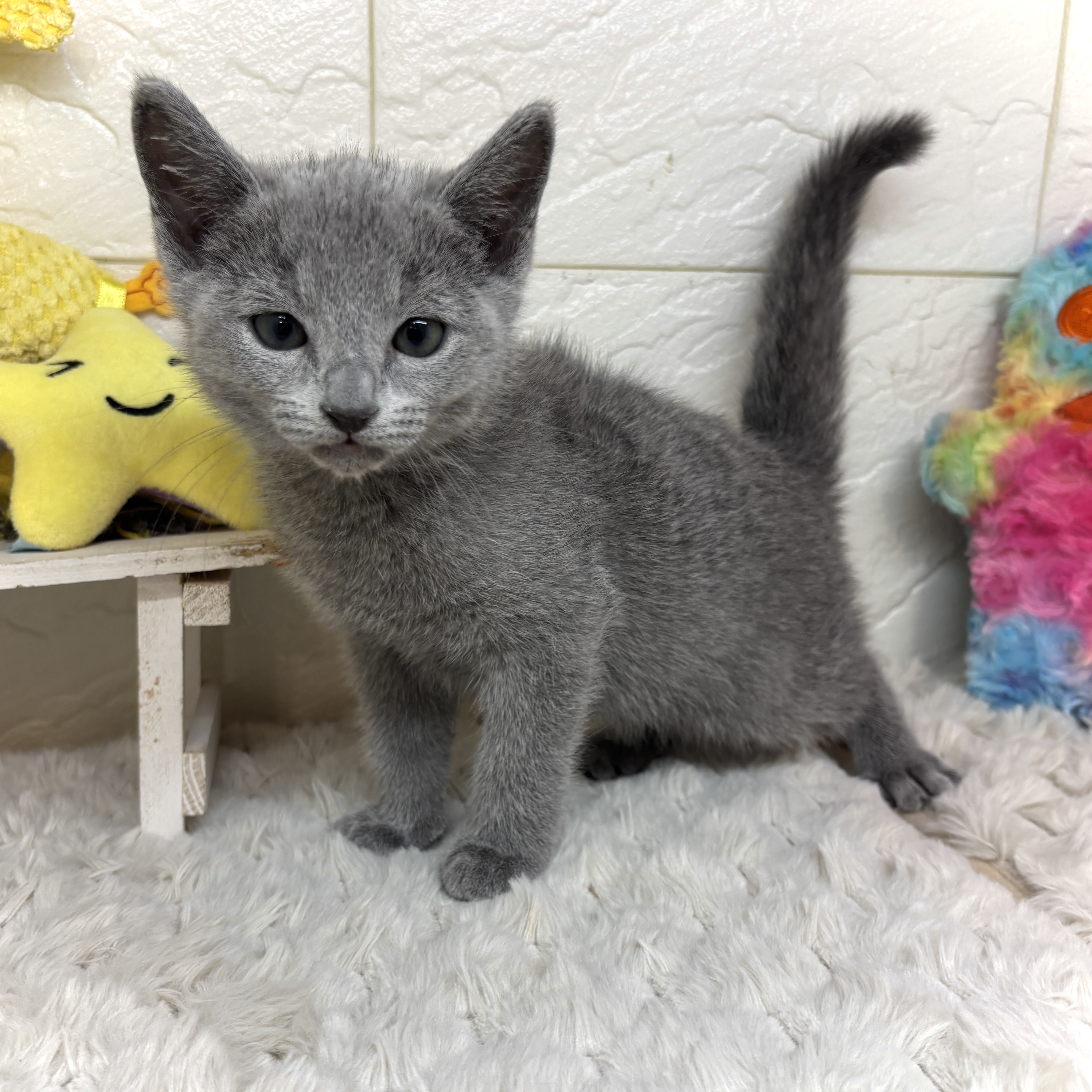 兵庫県のロシアンブルー (犬の家＆猫の里ゆめタウン姫路店/2026年1月21日生まれ/男の子/ブルー)の子猫の2枚目の画像