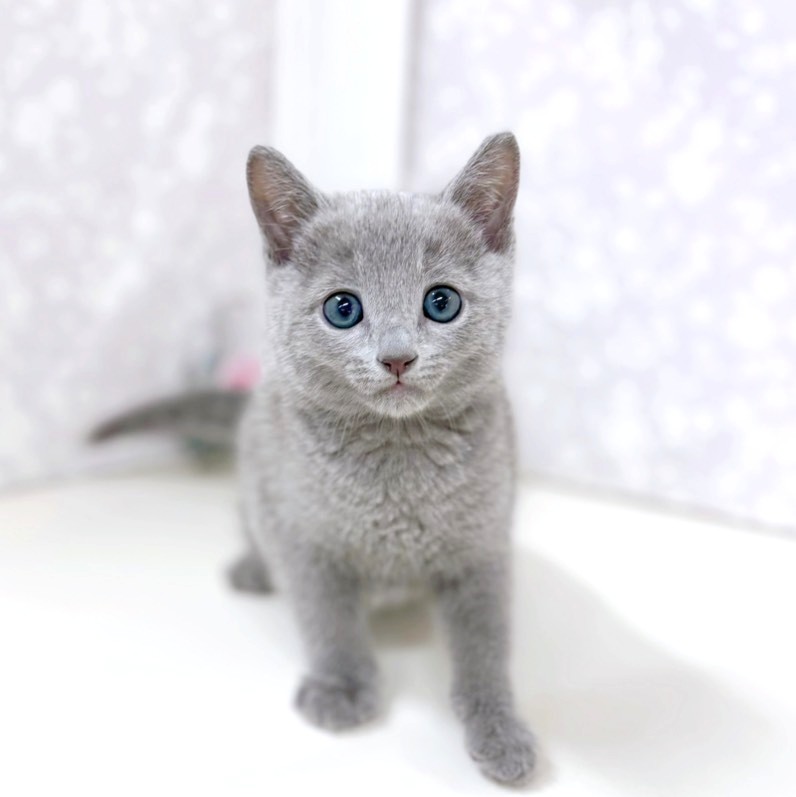 富山県のロシアンブルー (犬の家＆猫の里アミーゴ高岡蓮花寺店/2026年1月21日生まれ/男の子/ブルー)の子猫の2枚目の画像