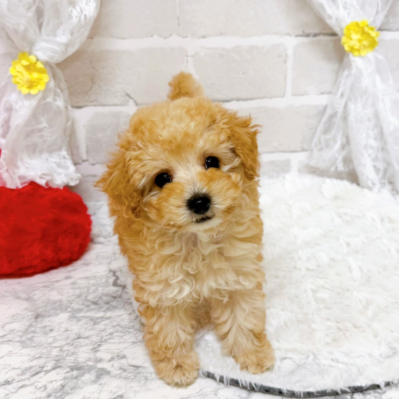 京都府のトイプードル(トイ) (犬の家＆猫の里京都精華店/2026年1月20日生まれ/女の子/ペールフォーン)の子犬の2枚目の画像