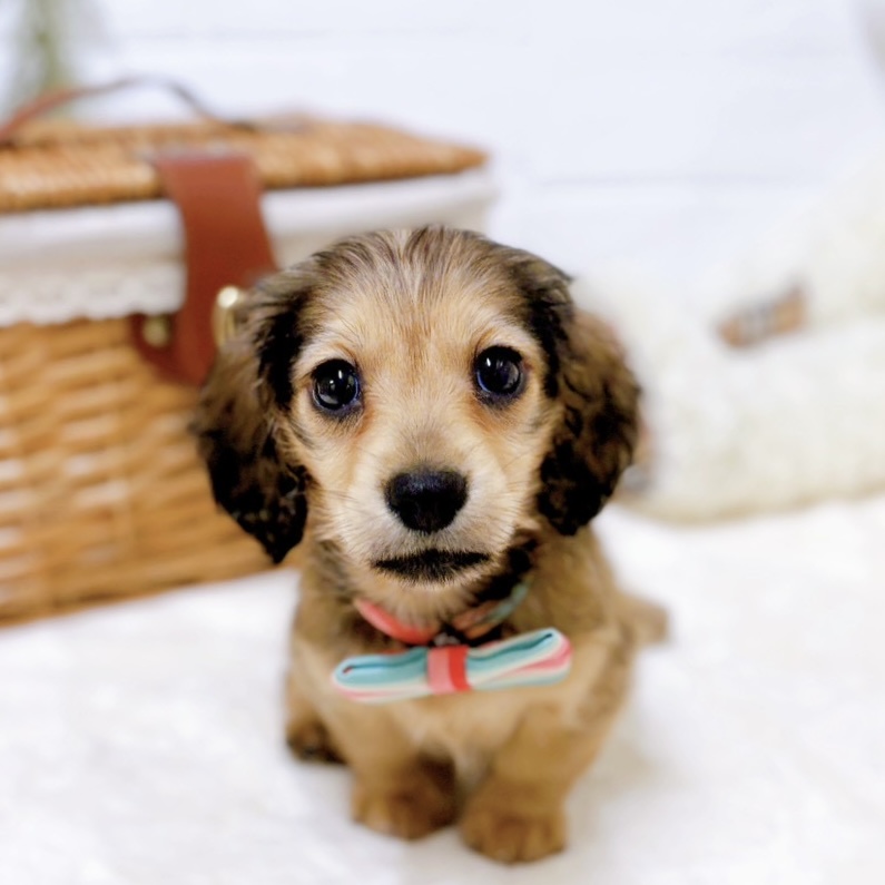 滋賀県のミニチュアダックスフンド(ロング) (犬の家＆猫の里近江八幡店/2026年1月20日生まれ/女の子/レッド)の子犬の1枚目の画像