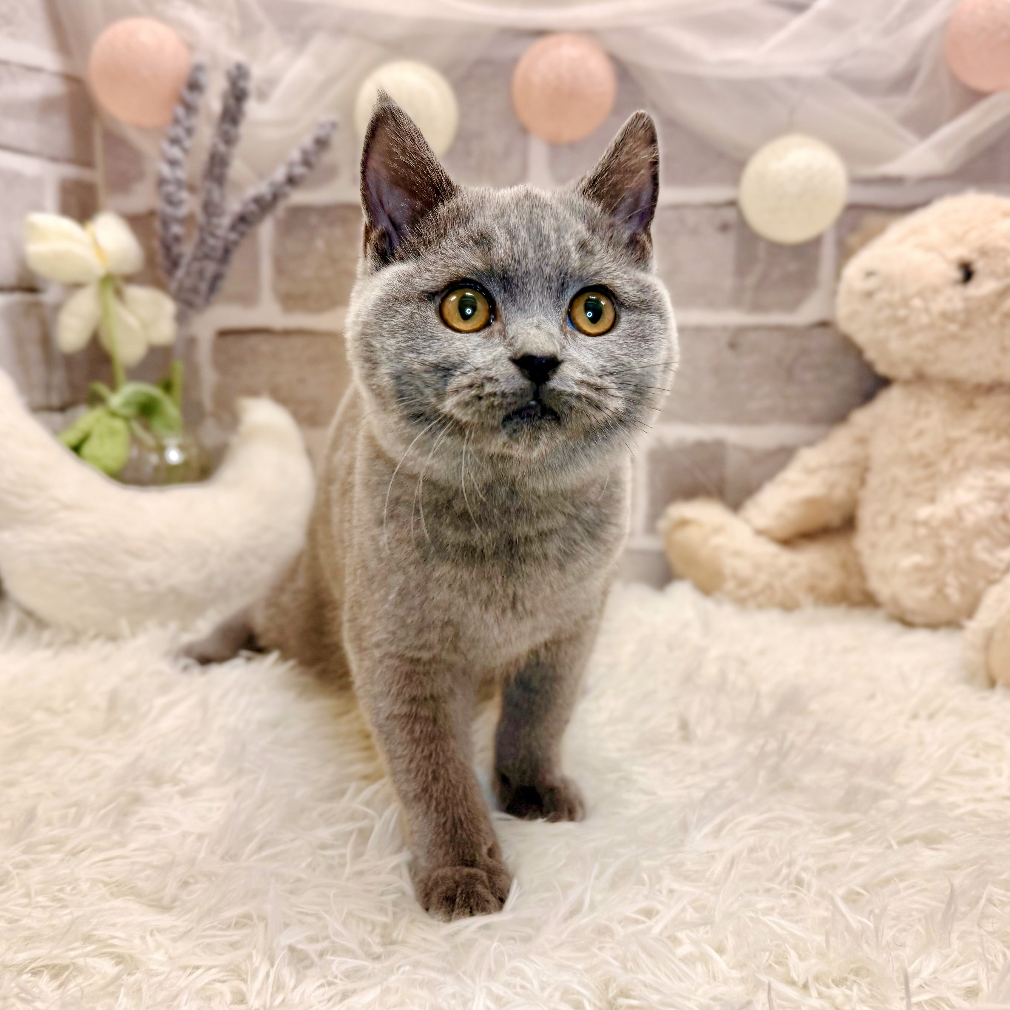 兵庫県のブリティッシュショートヘアー (犬の家＆猫の里神戸店/2026年1月20日生まれ/女の子/ブルー)の子猫の2枚目の画像