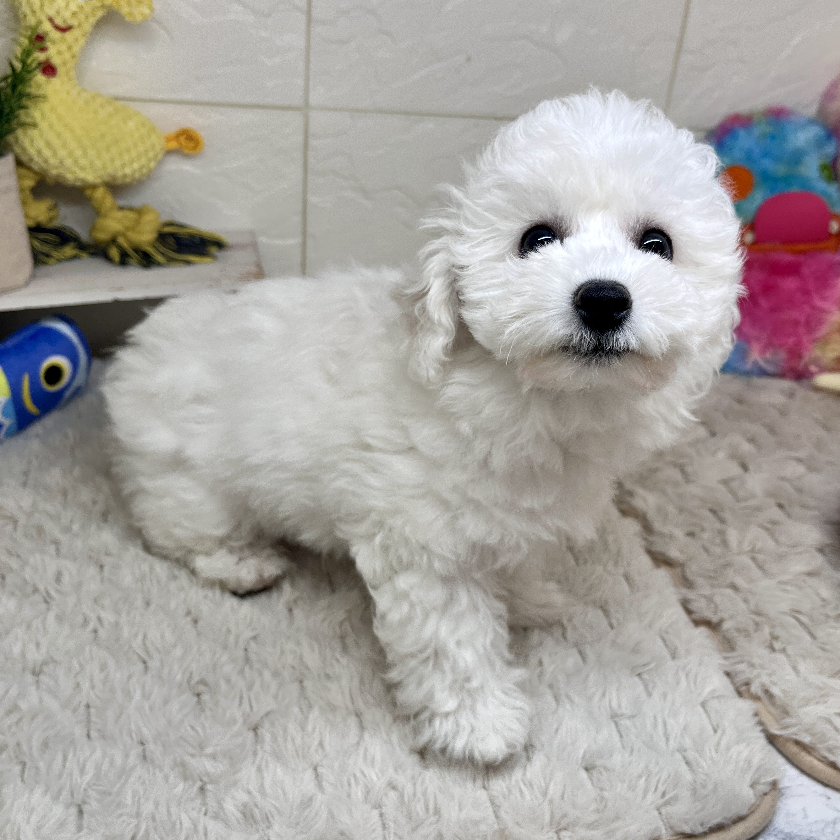 兵庫県のビションフリーゼ (犬の家＆猫の里ゆめタウン姫路店/2026年1月20日生まれ/女の子/ホワイト)の子犬の2枚目の画像