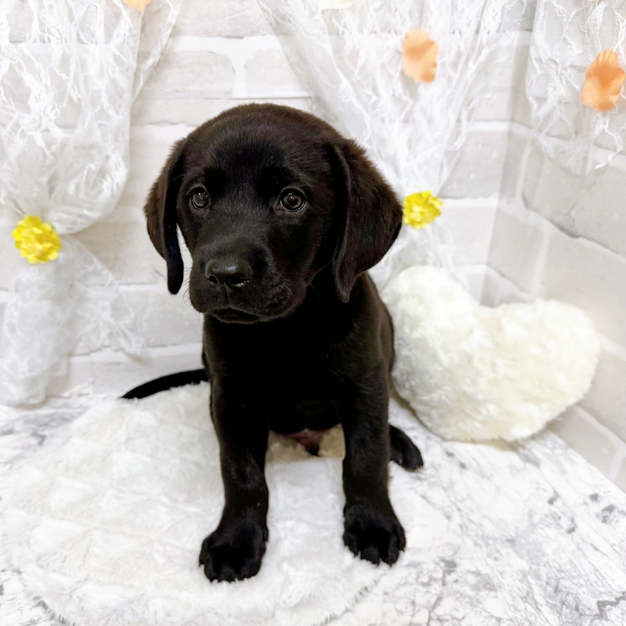 京都府のラブラドールレトリーバー (犬の家＆猫の里京都精華店/2026年1月21日生まれ/男の子/ブラック)の子犬の2枚目の画像