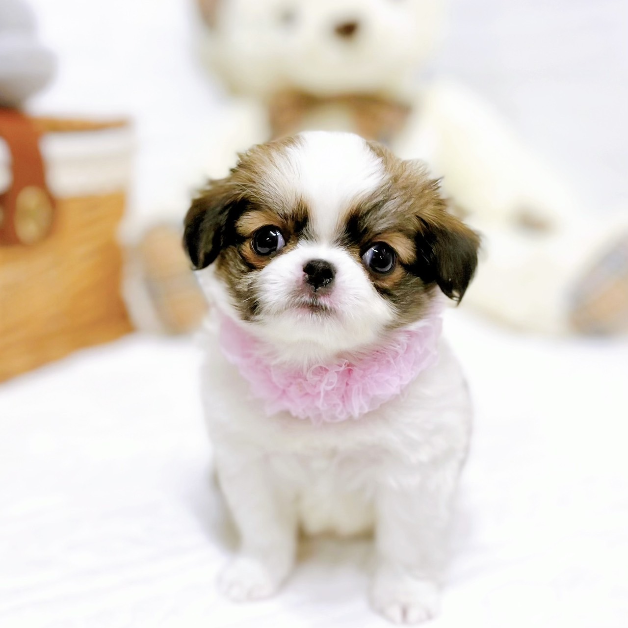 滋賀県のハーフ犬・ミックス犬 (犬の家＆猫の里近江八幡店/2026年1月18日生まれ/女の子/ゴールドホワイト)の子犬の2枚目の画像